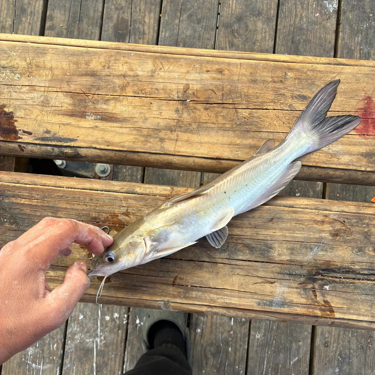 catch