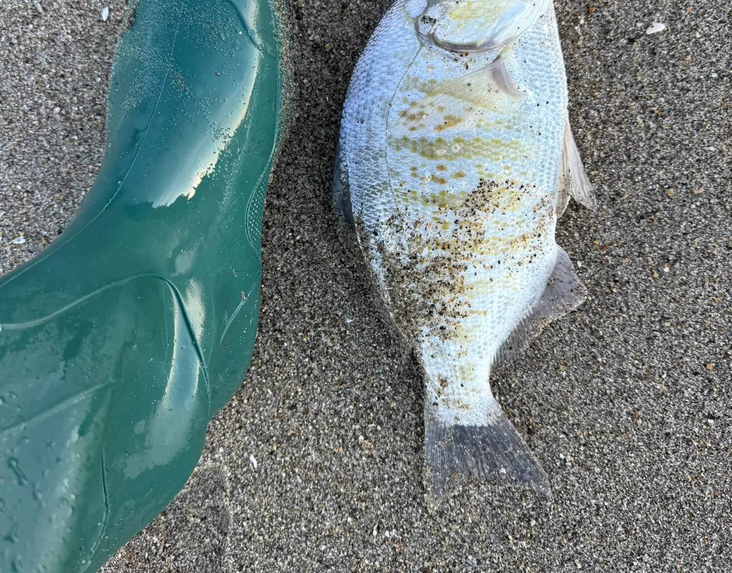 Barred surfperch