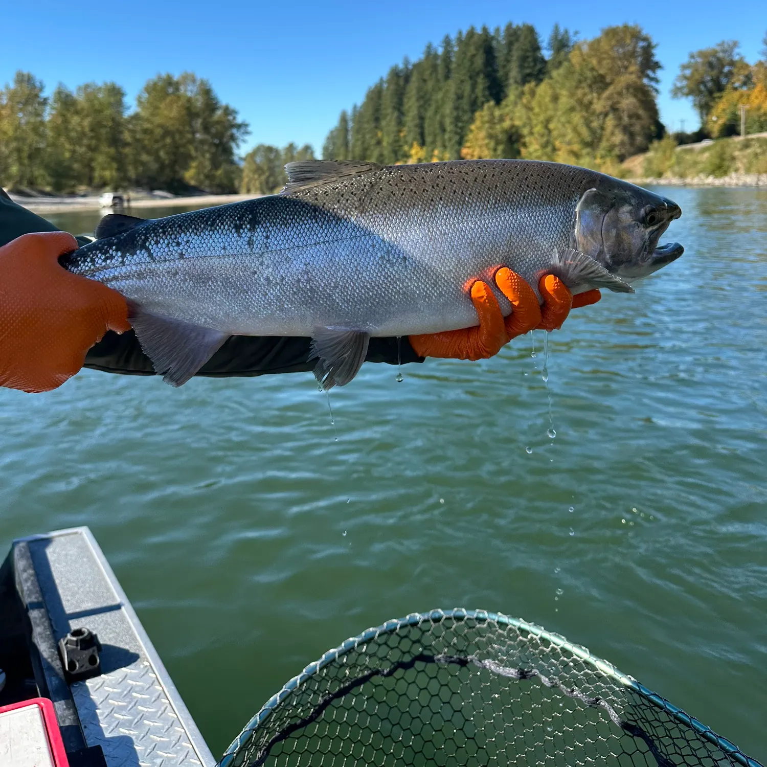 Fish caught on Fishbrain
