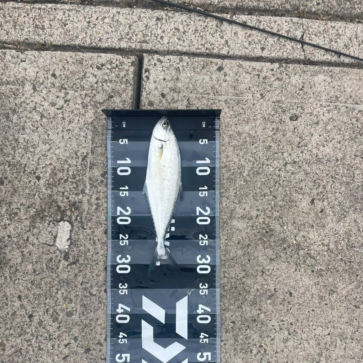 The most recent Talang queenfish catches on Fishbrain