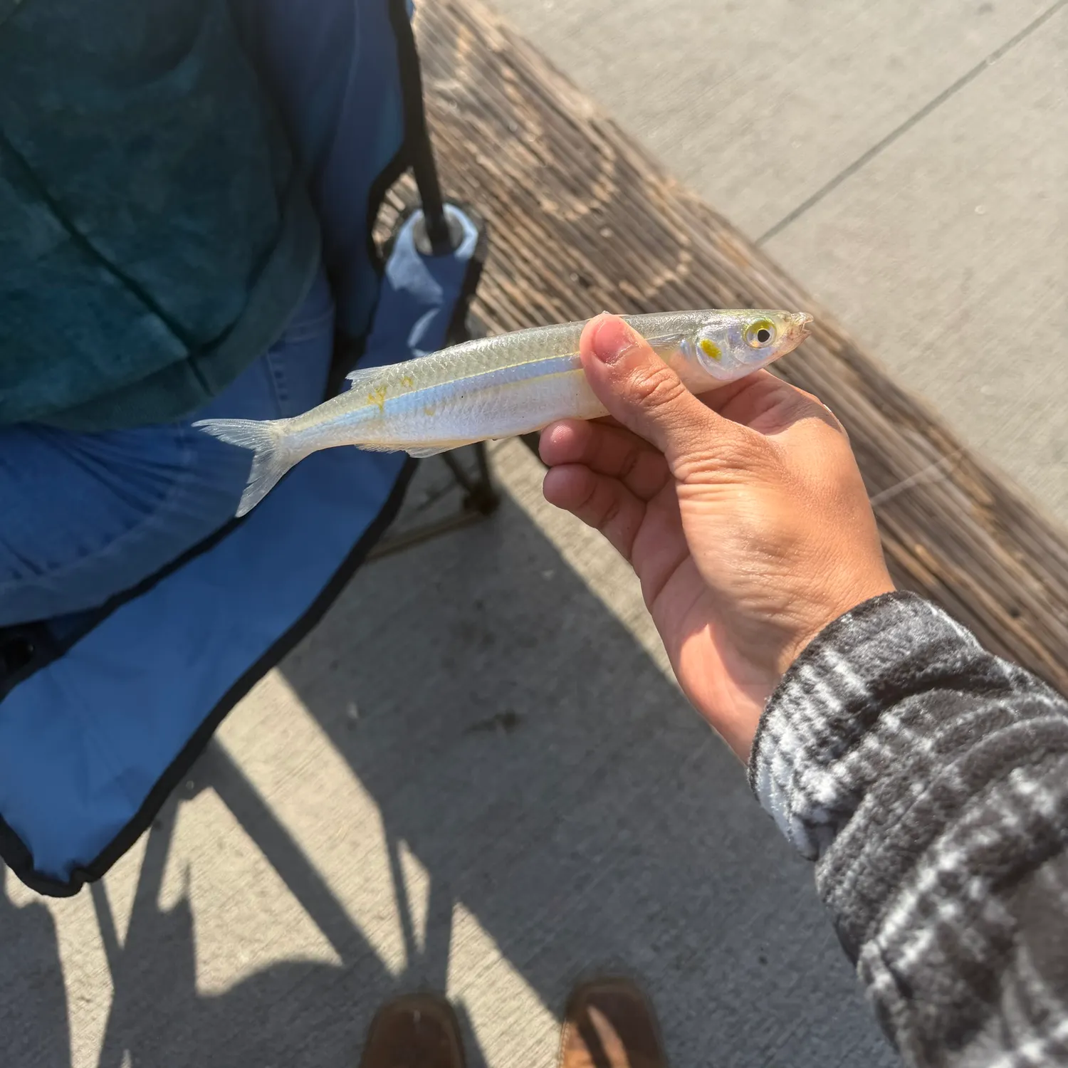 The most recent Yellow-eye mullet catches on Fishbrain