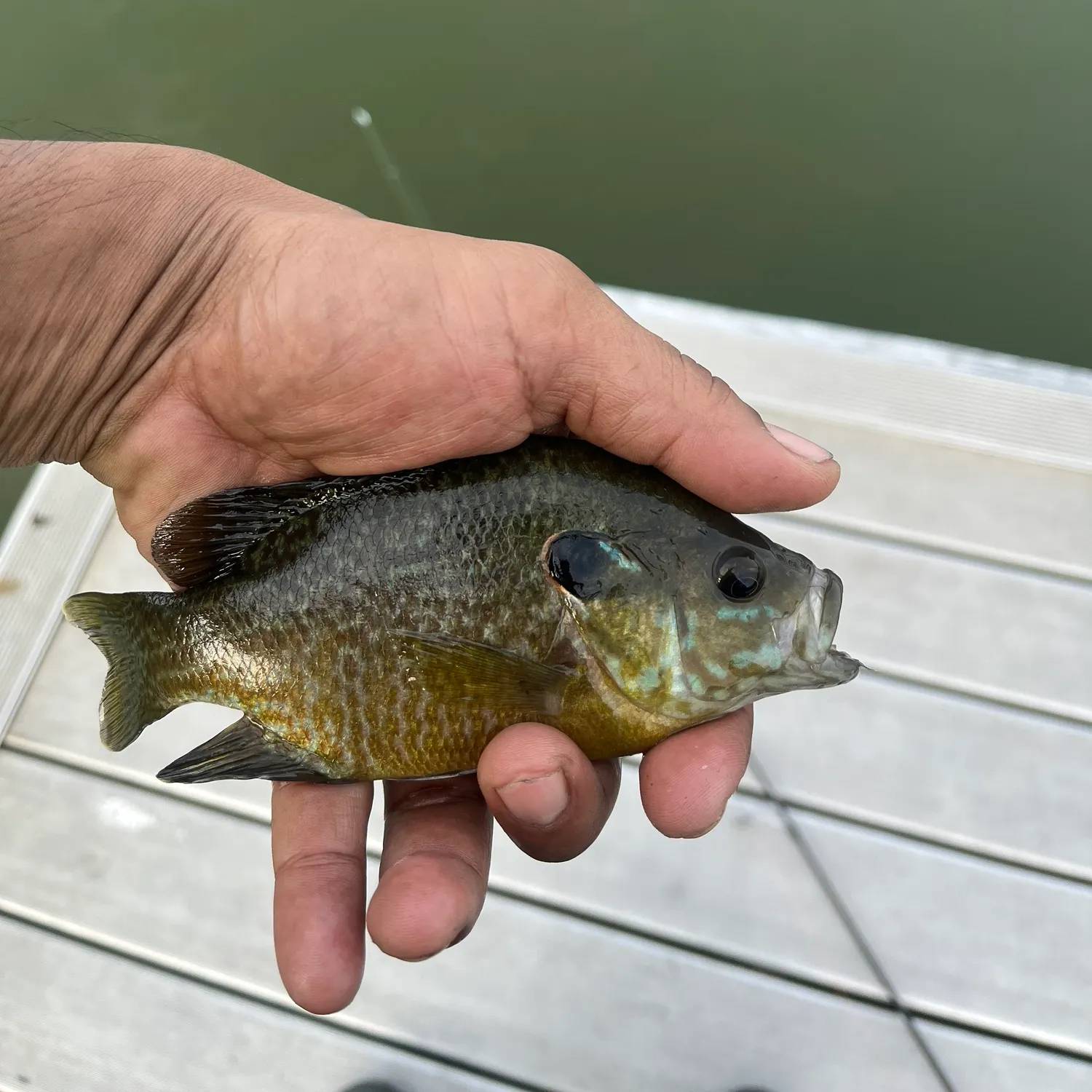 Greengill hybrid caught on Fishbrain