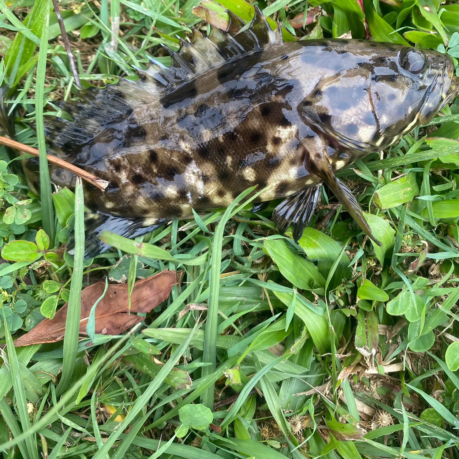 Orange-spotted grouper caught on Fishbrain