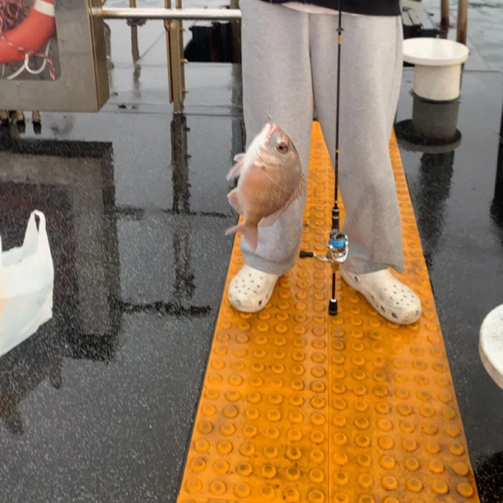 The most recent Australasian snapper catches on Fishbrain