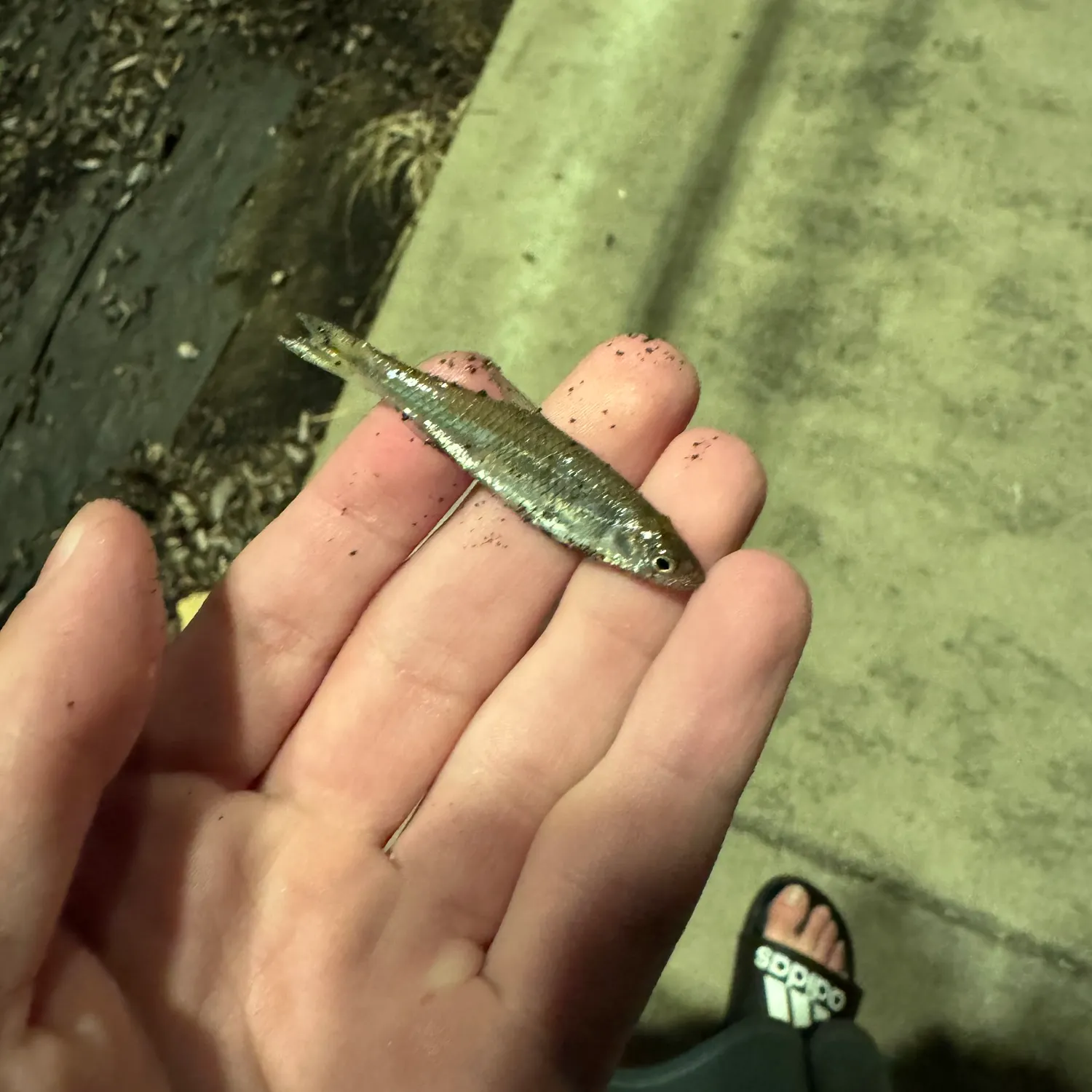 The most recent Spotfin shiner catches on Fishbrain