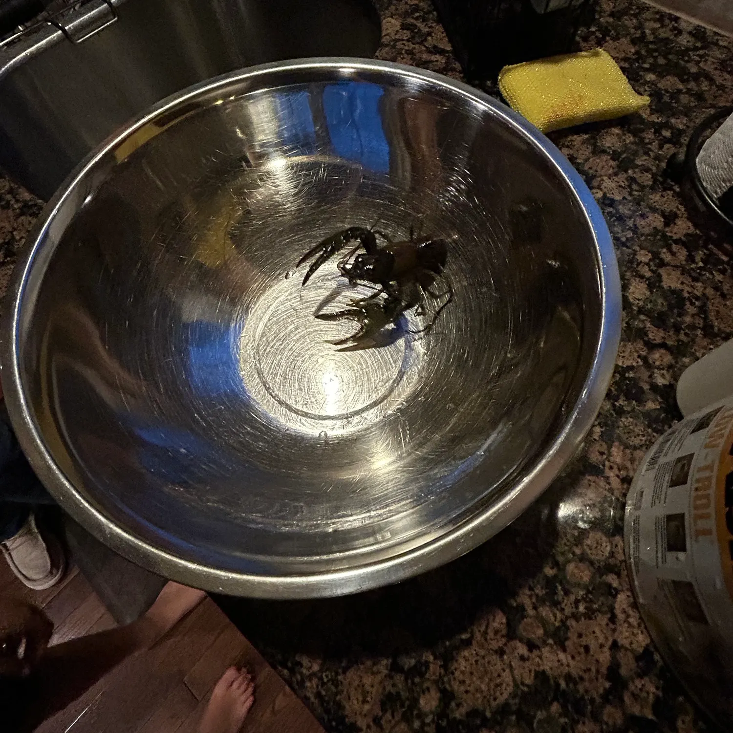 Northern clearwater crayfish caught on Fishbrain