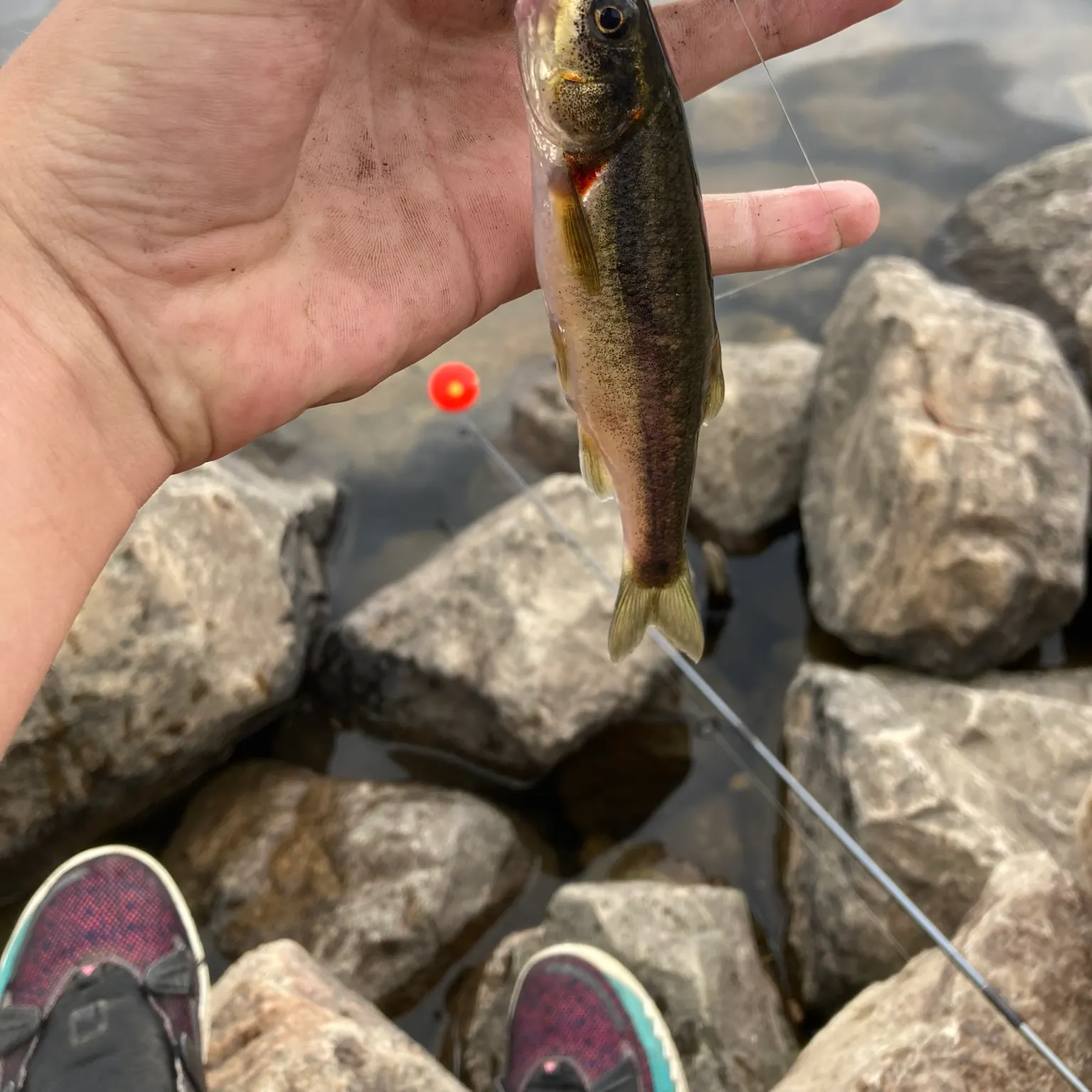 The most recent Creek chub catches on Fishbrain