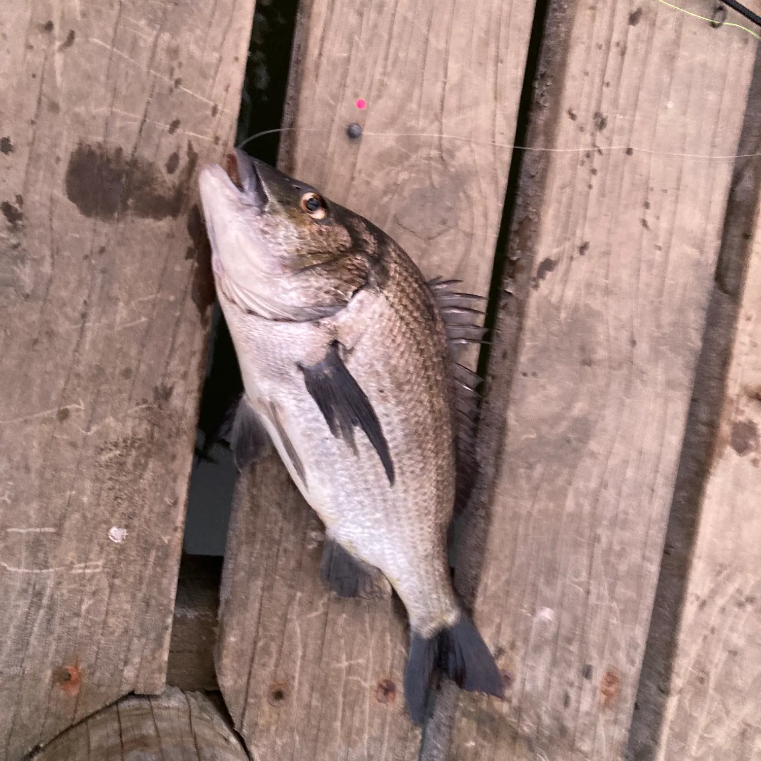 recently logged catches