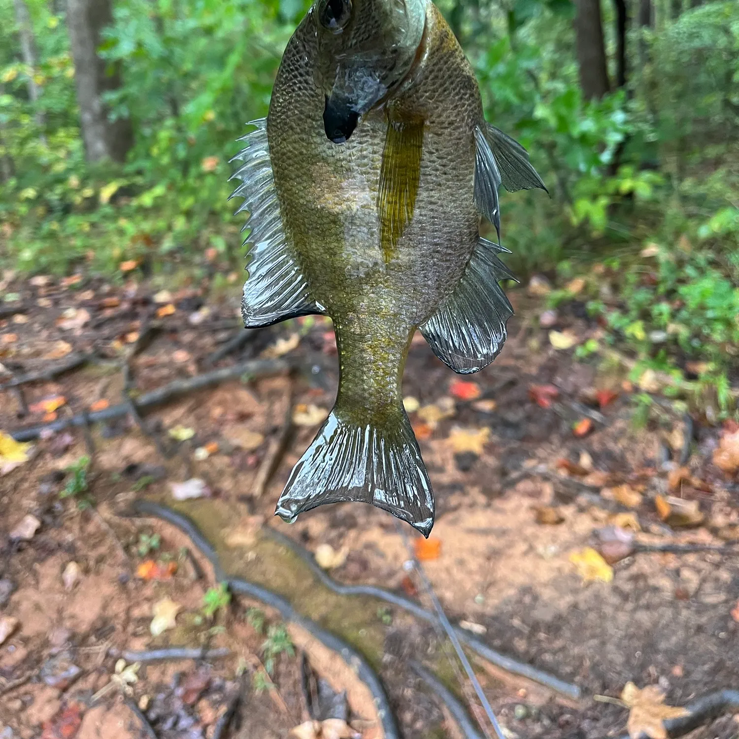 Bluegill caught on Fishbrain