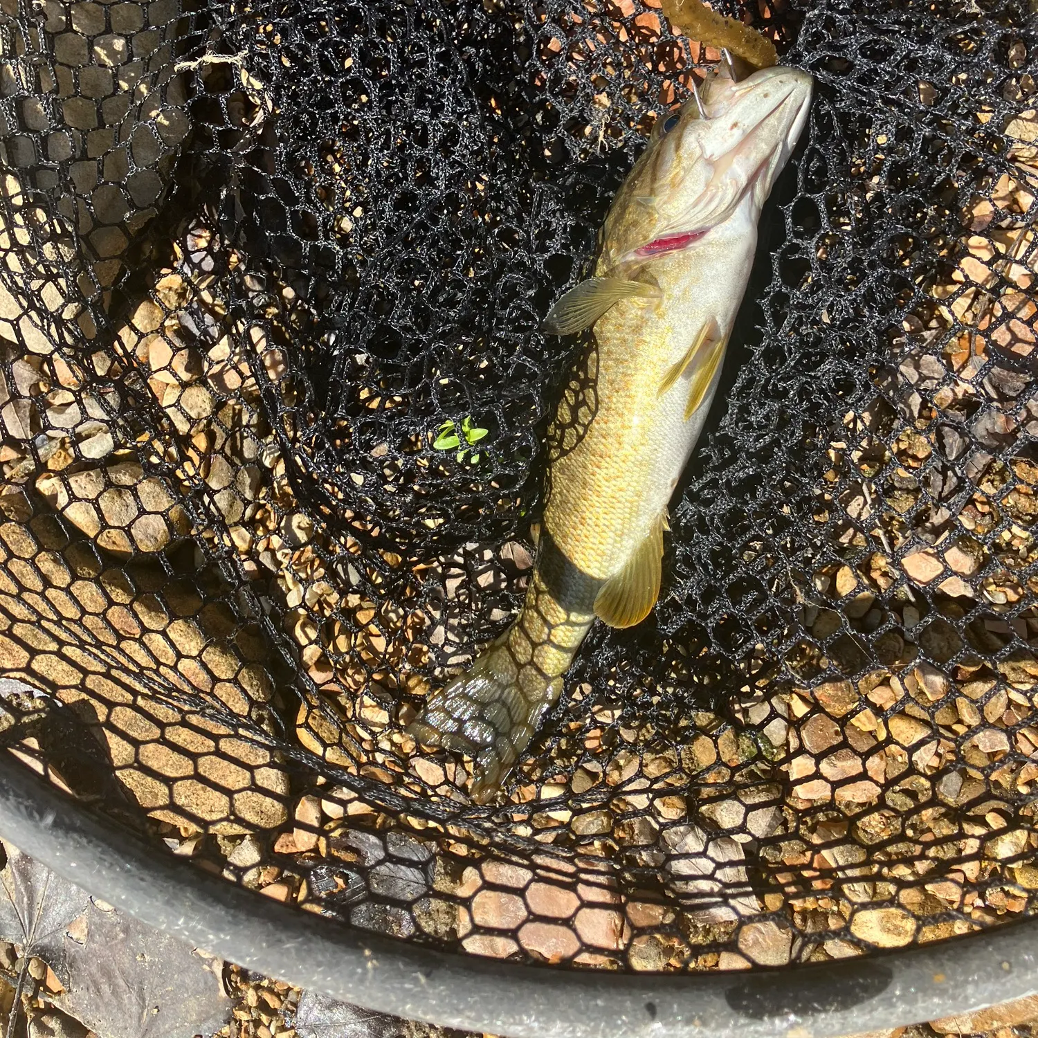 Smallmouth bass caught on Fishbrain