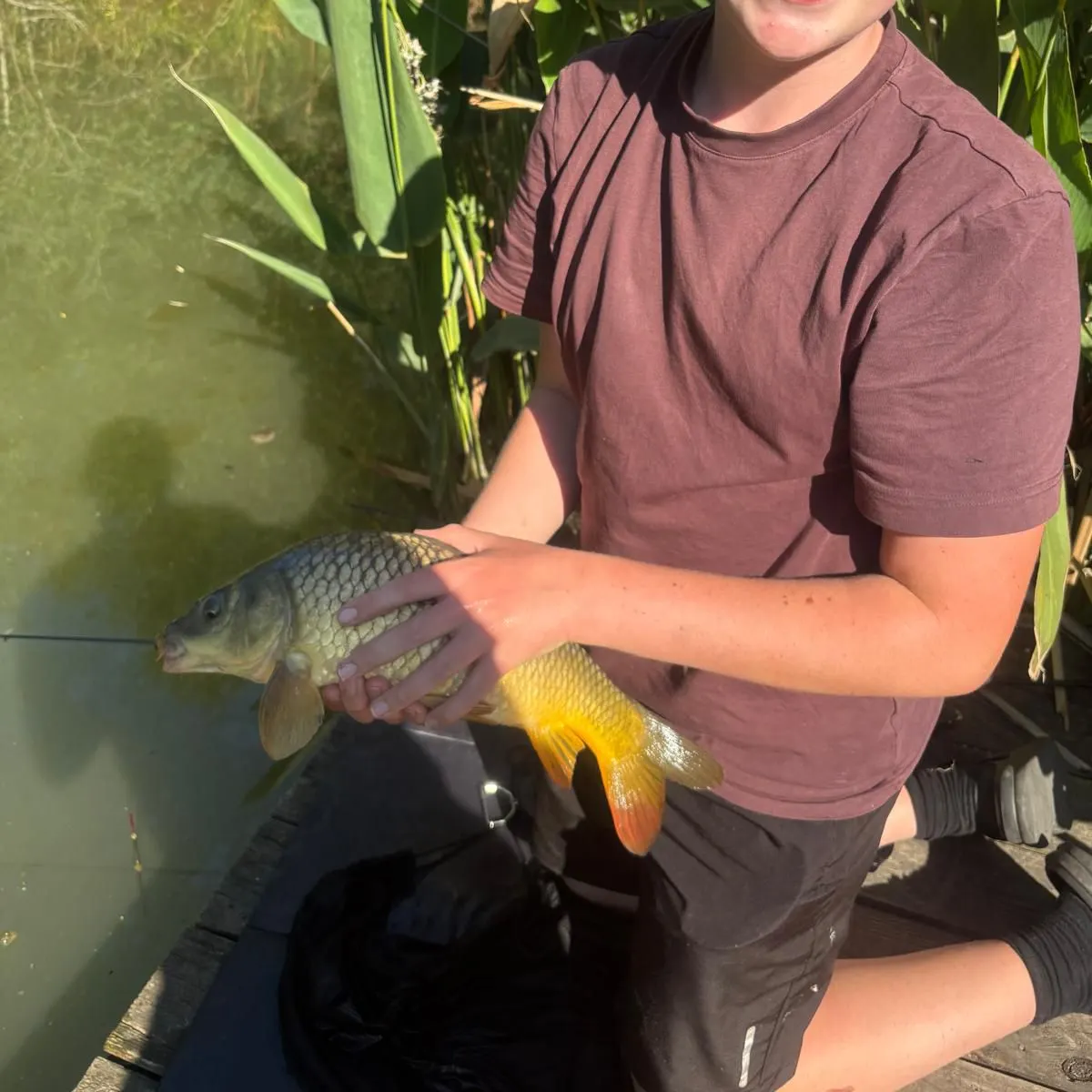 Common carp caught on Fishbrain