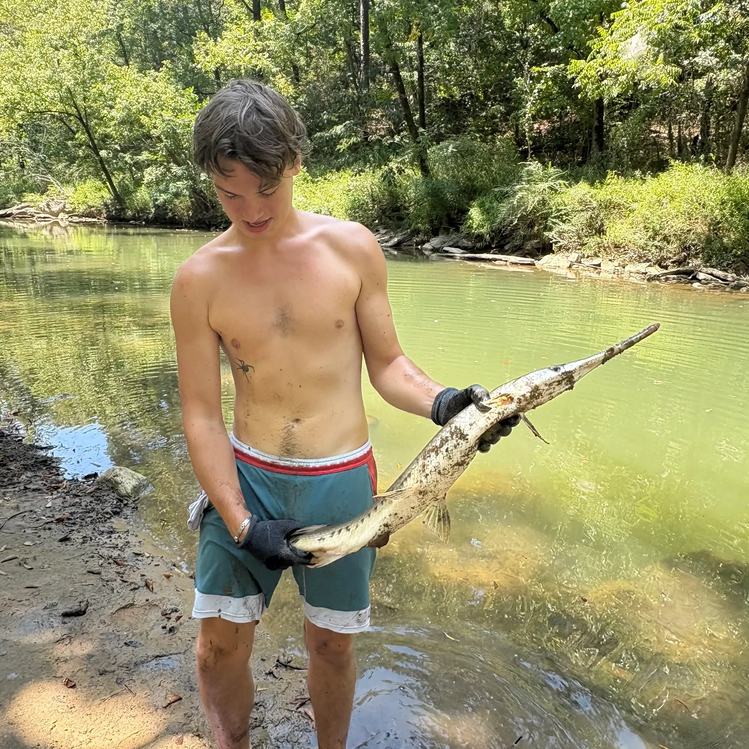 Longnose gar caught on Fishbrain
