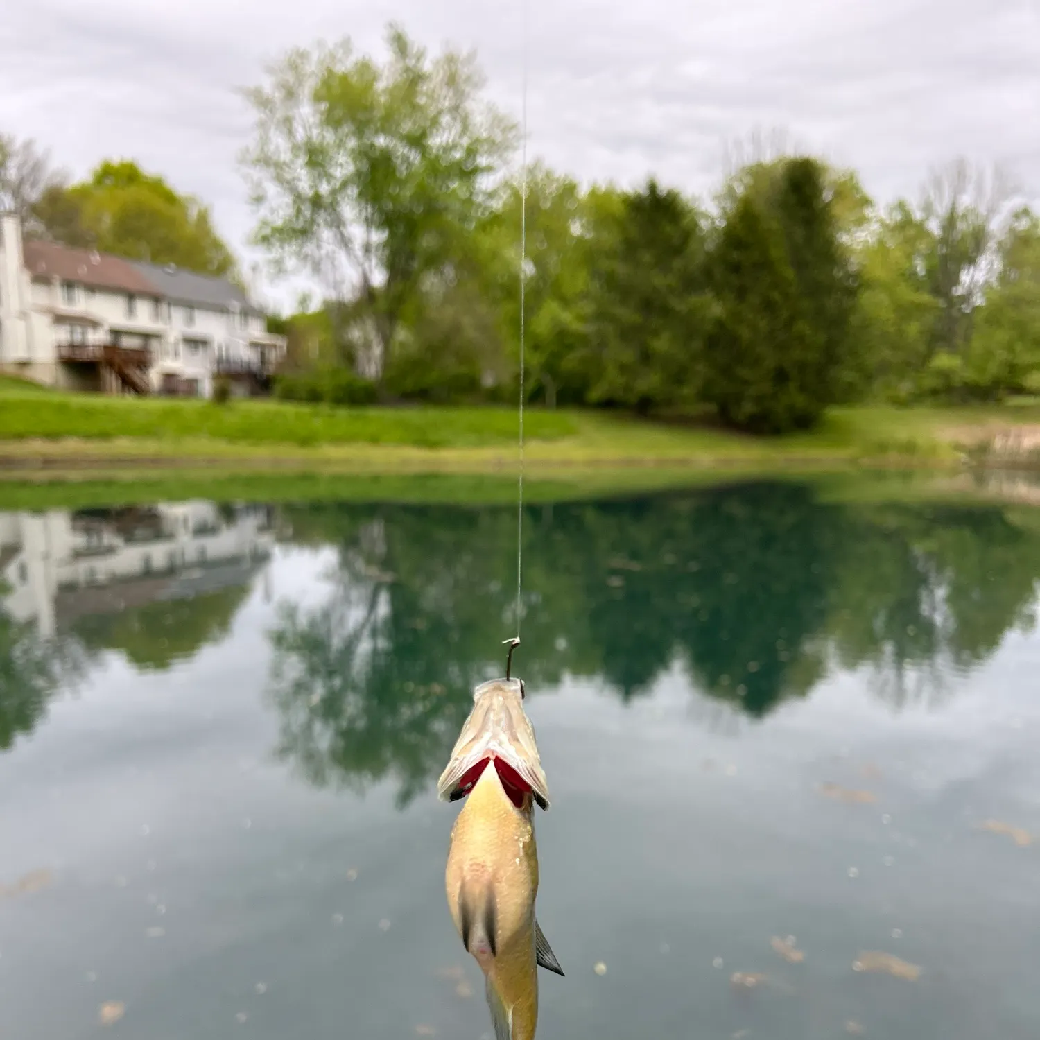 The most recent Wargill hybrid catches on Fishbrain