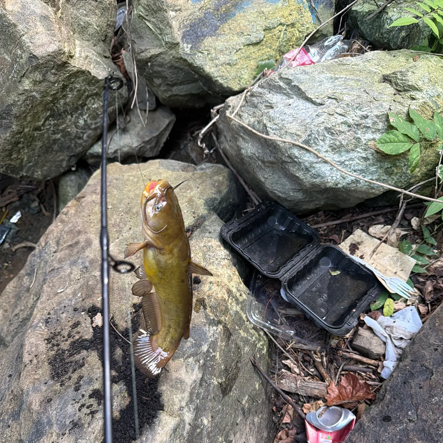 Yellow bullhead caught on Fishbrain