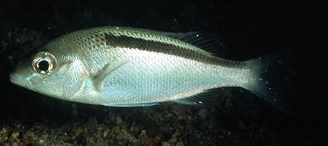 Black-streaked monocle bream