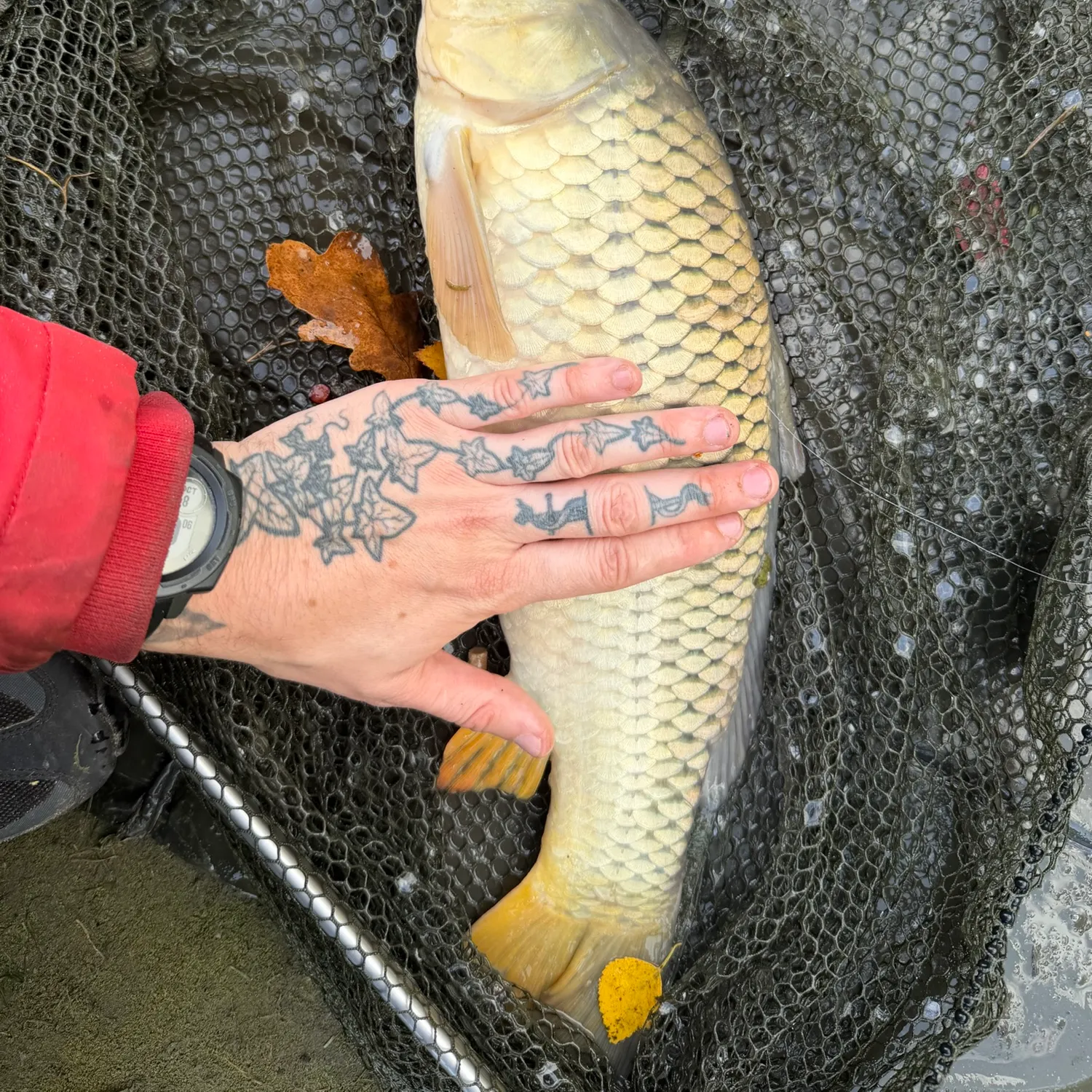 Common carp caught on Fishbrain