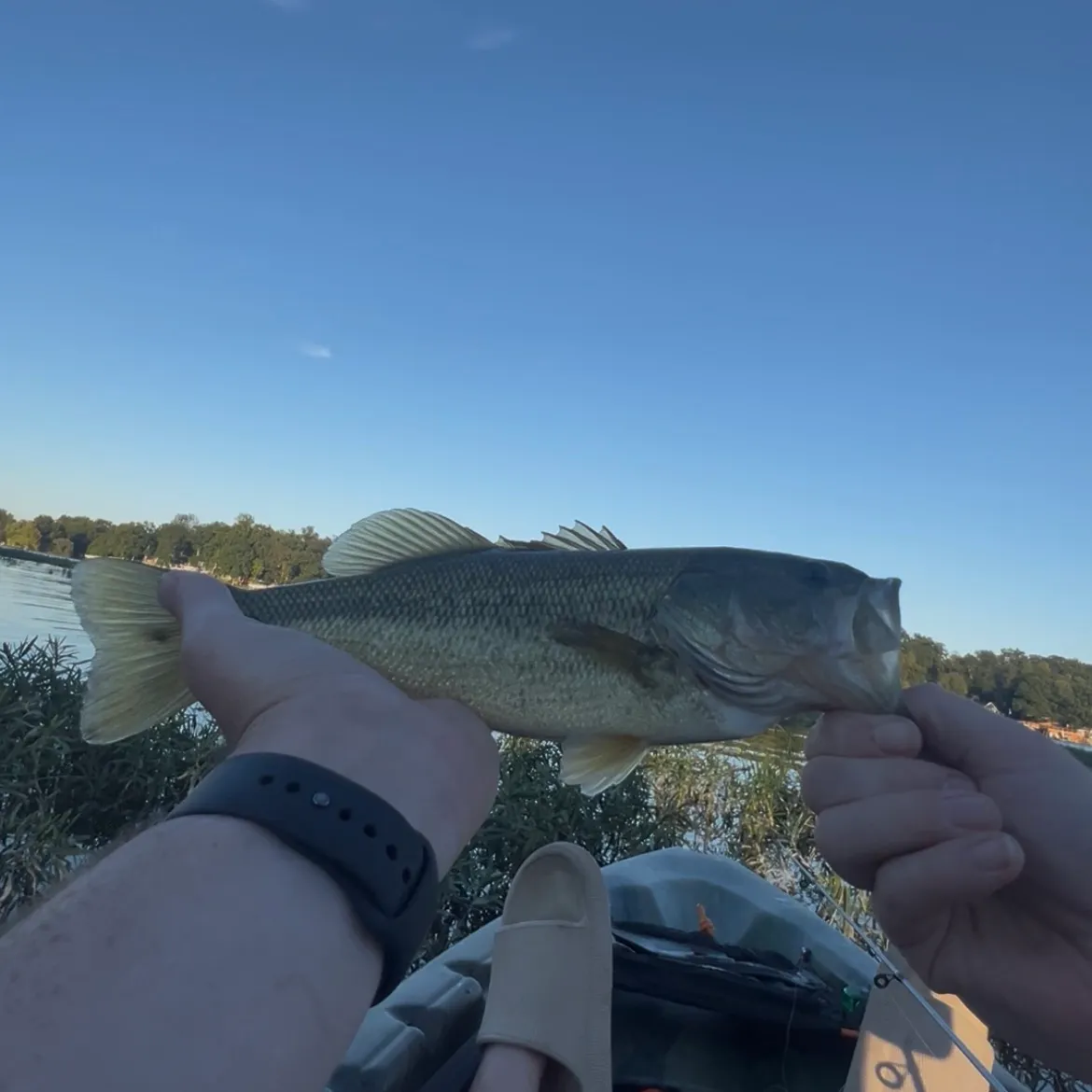 Largemouth bass caught on Fishbrain