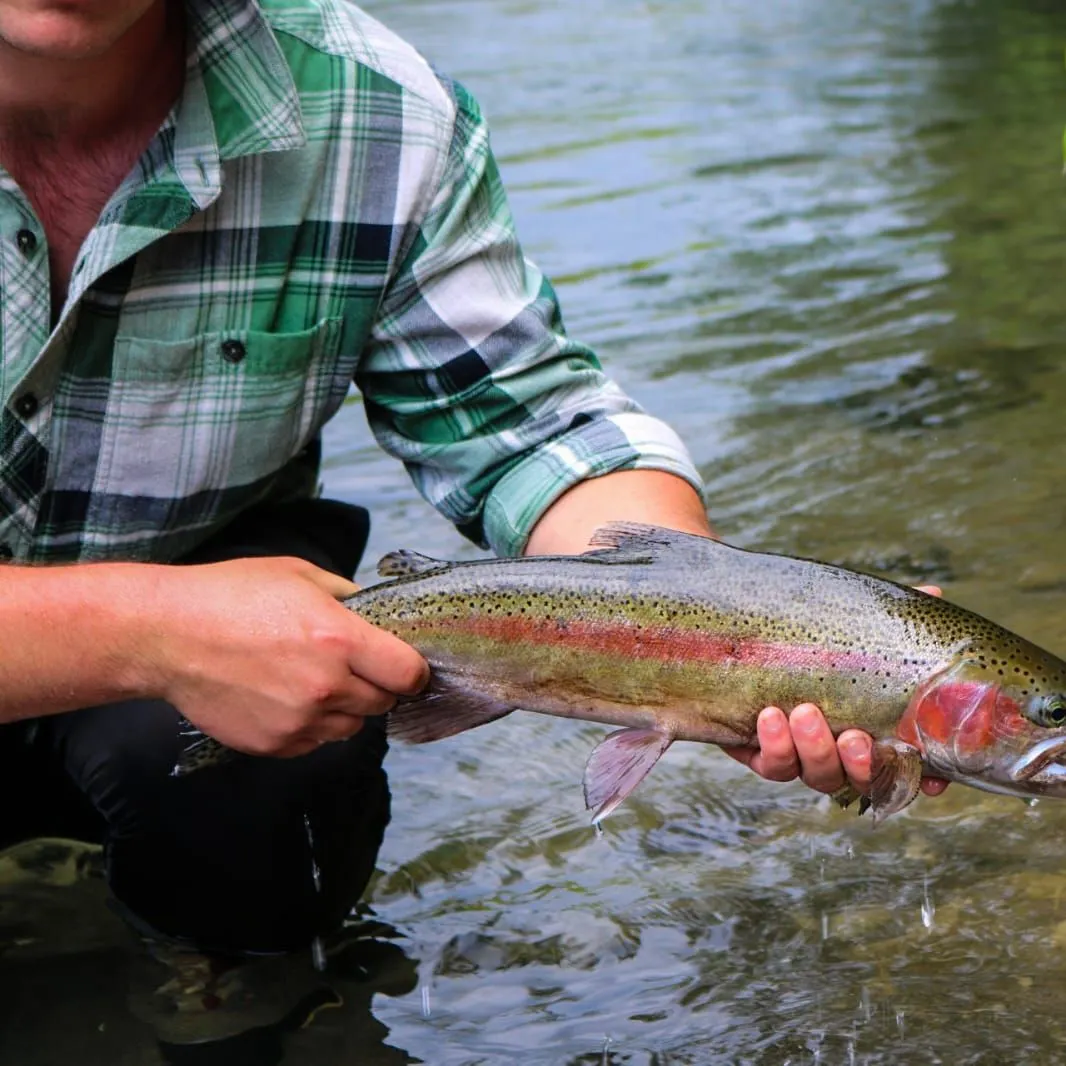 Rainbow trout caught on Fishbrain