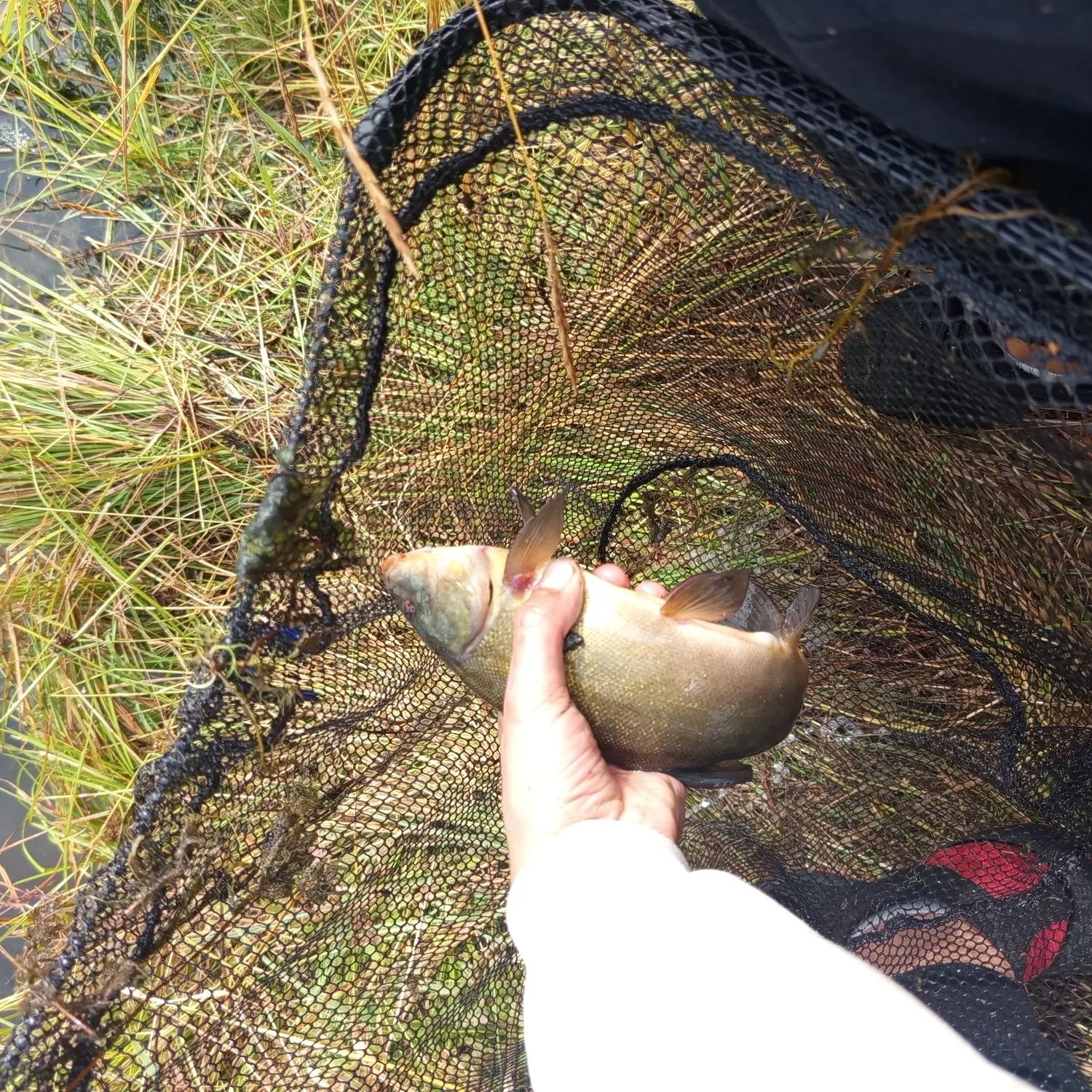 Tench caught on Fishbrain