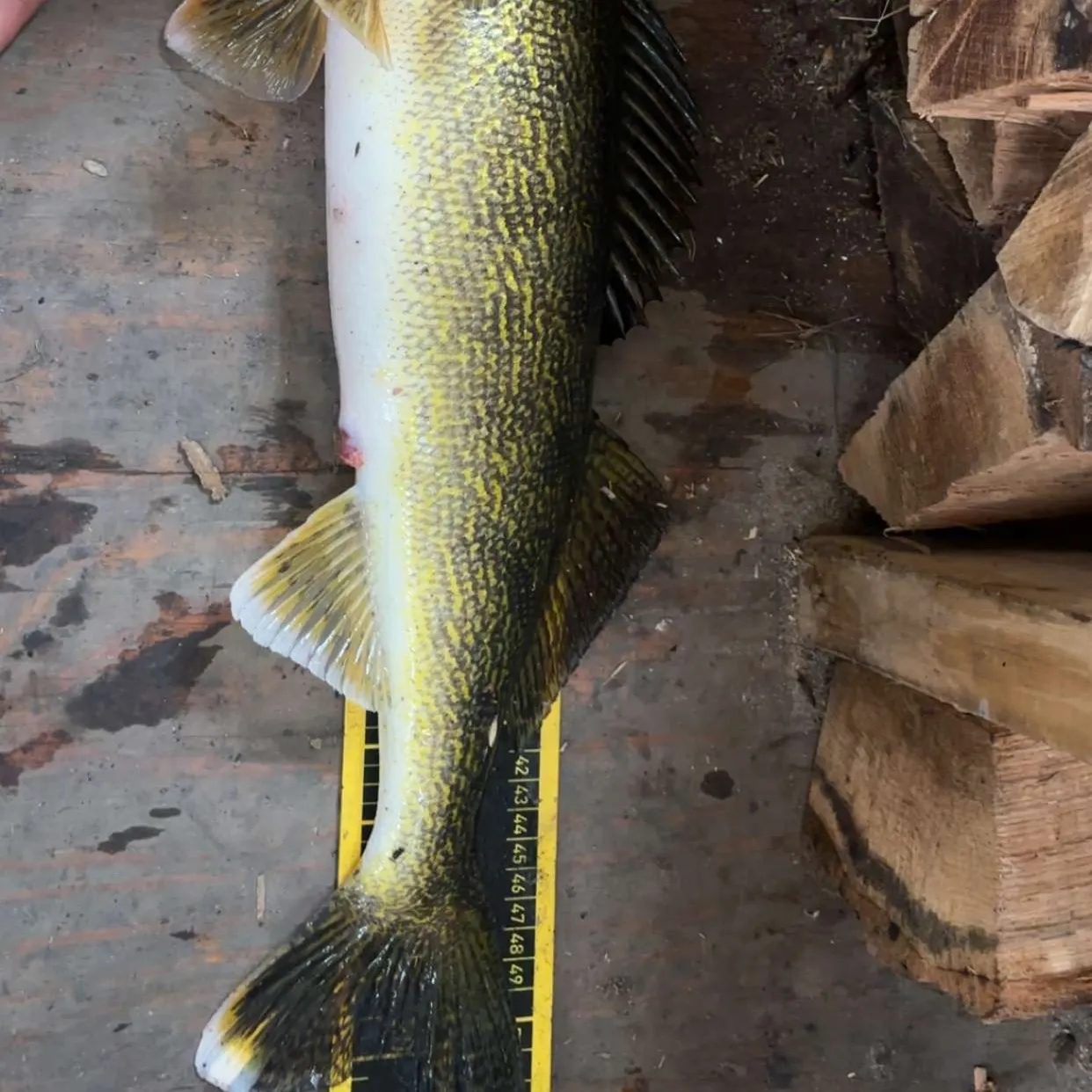 The most recent Walleye catches on Fishbrain