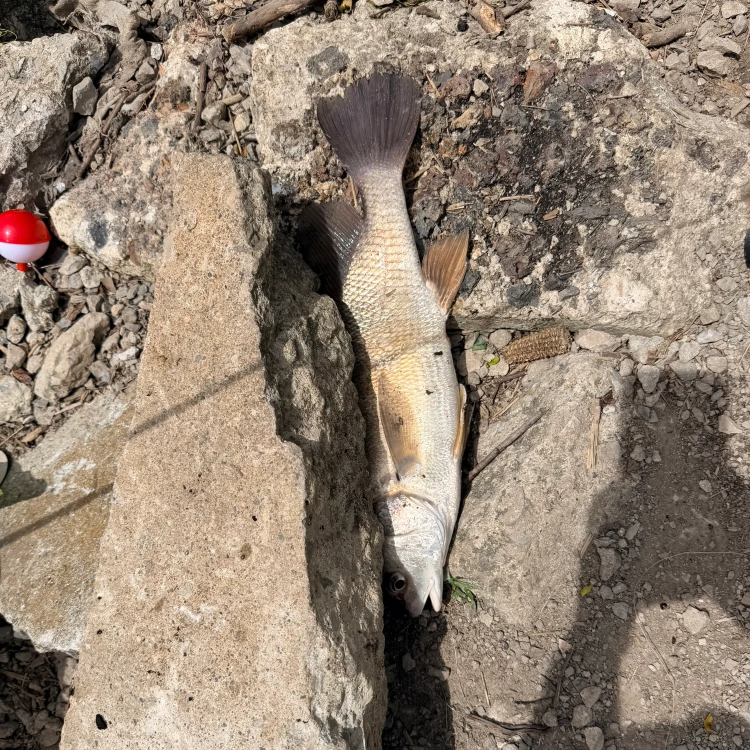 The most recent White bass catches on Fishbrain