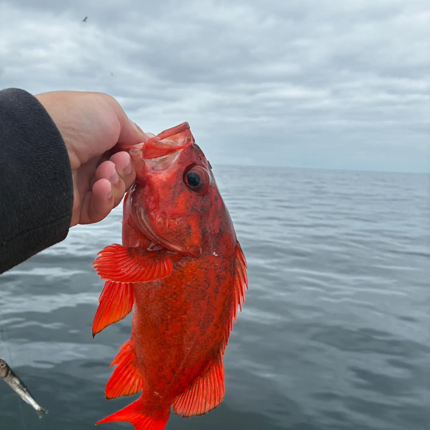 The most recent Vermilion rockfish catches on Fishbrain
