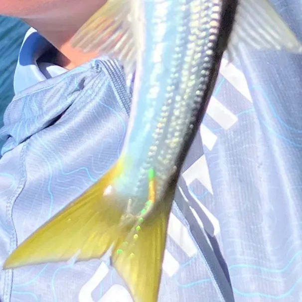 The most recent Pickhandle barracuda catches on Fishbrain