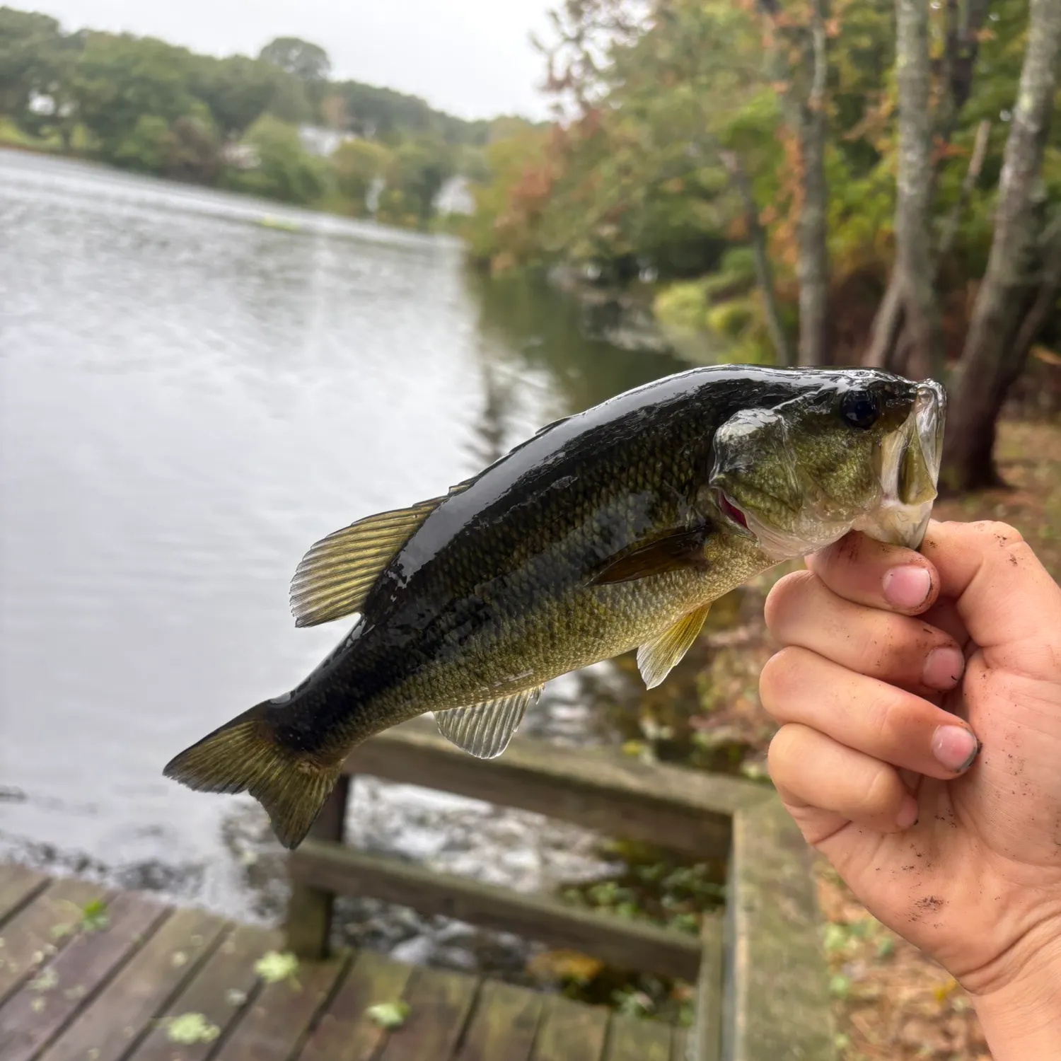Largemouth bass caught on Fishbrain