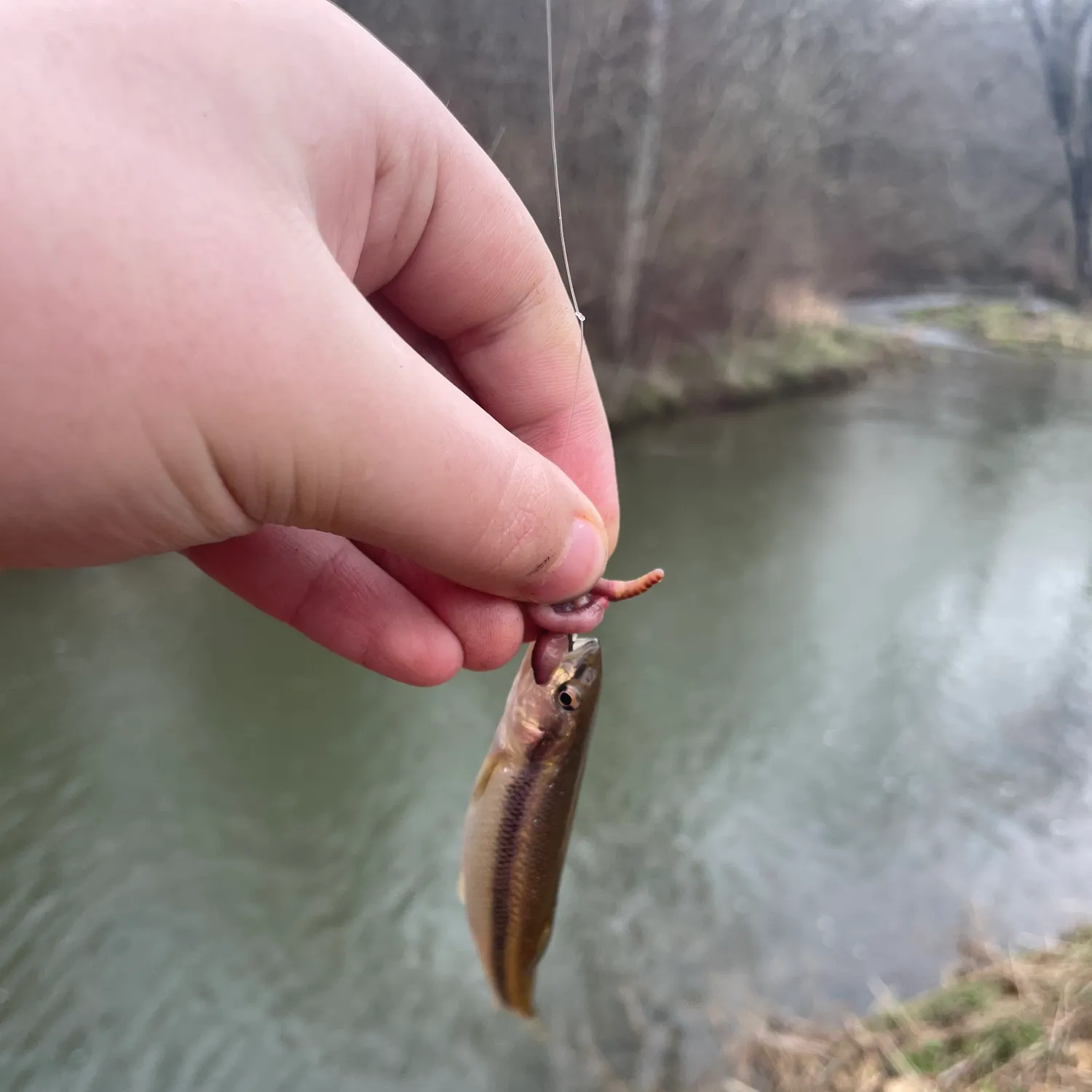 The most recent Southern redbelly dace catches on Fishbrain