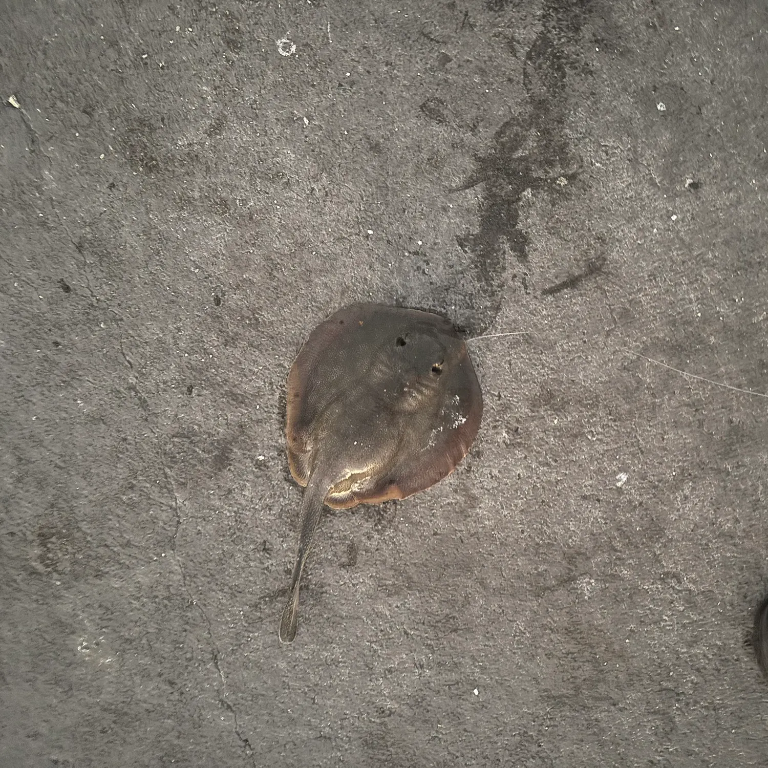 Haller's round ray caught on Fishbrain