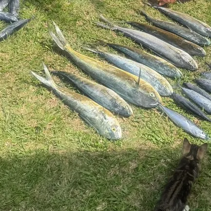 The most recent Common dolphinfish catches on Fishbrain