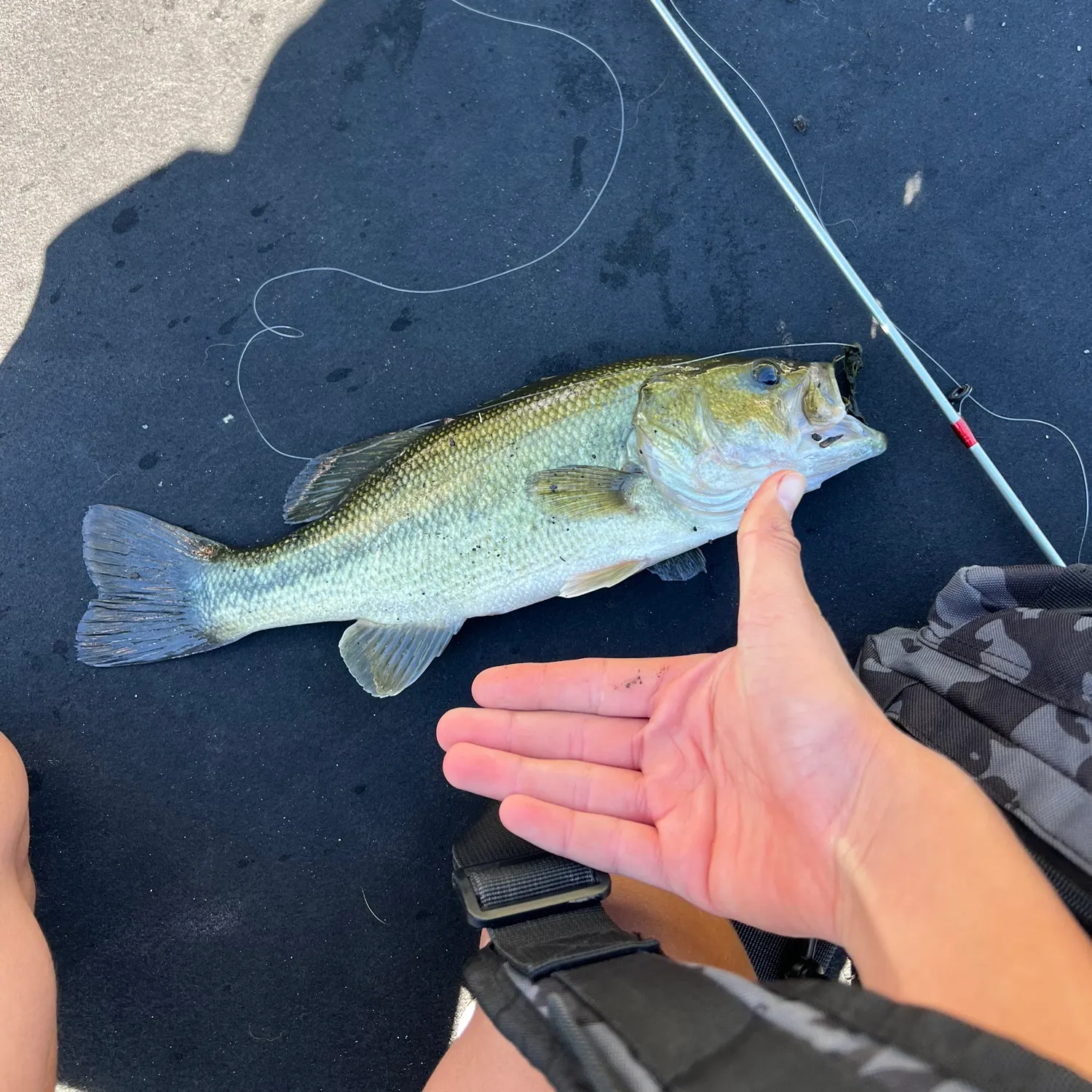 Largemouth bass caught on Fishbrain
