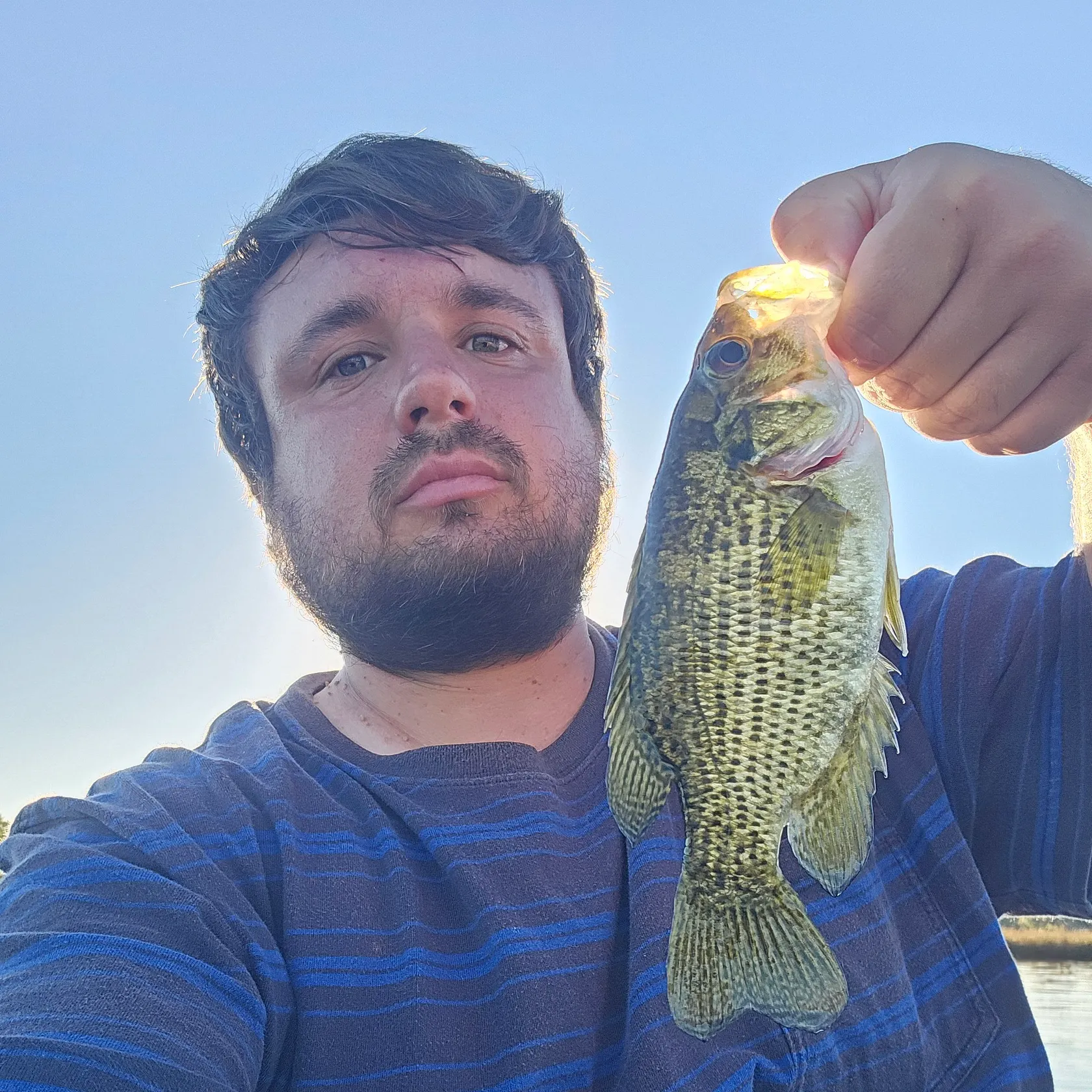 Rock bass caught on Fishbrain
