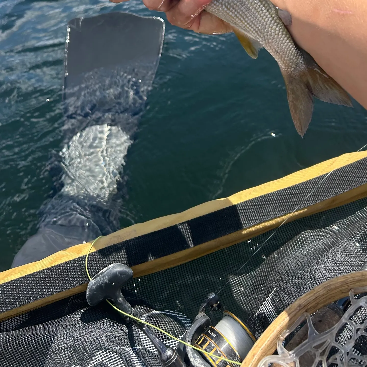 The most recent Arctic grayling catches on Fishbrain