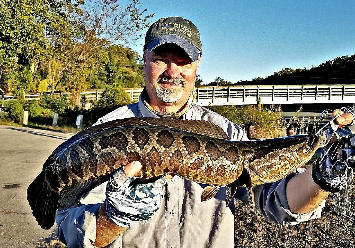 Northern snakehead