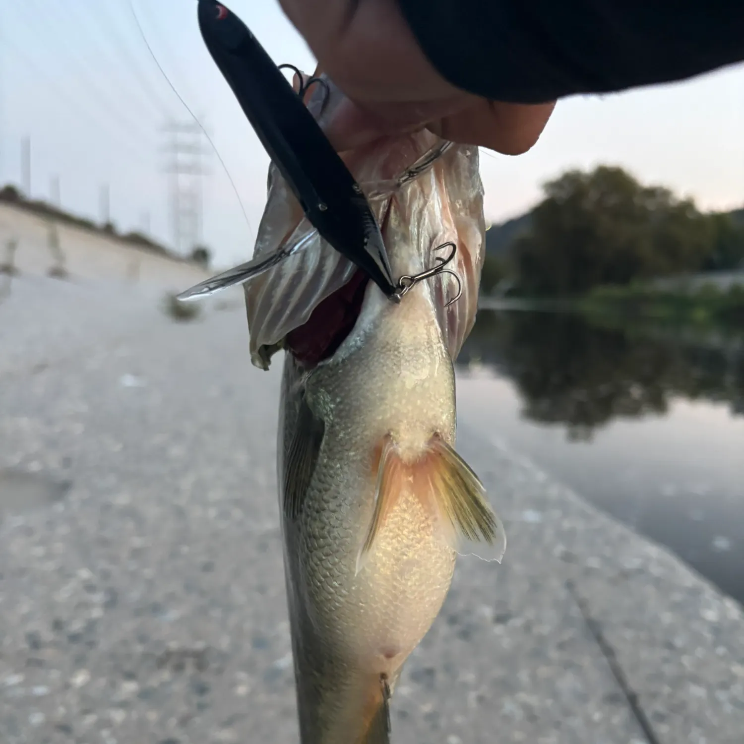 Largemouth bass caught on Fishbrain