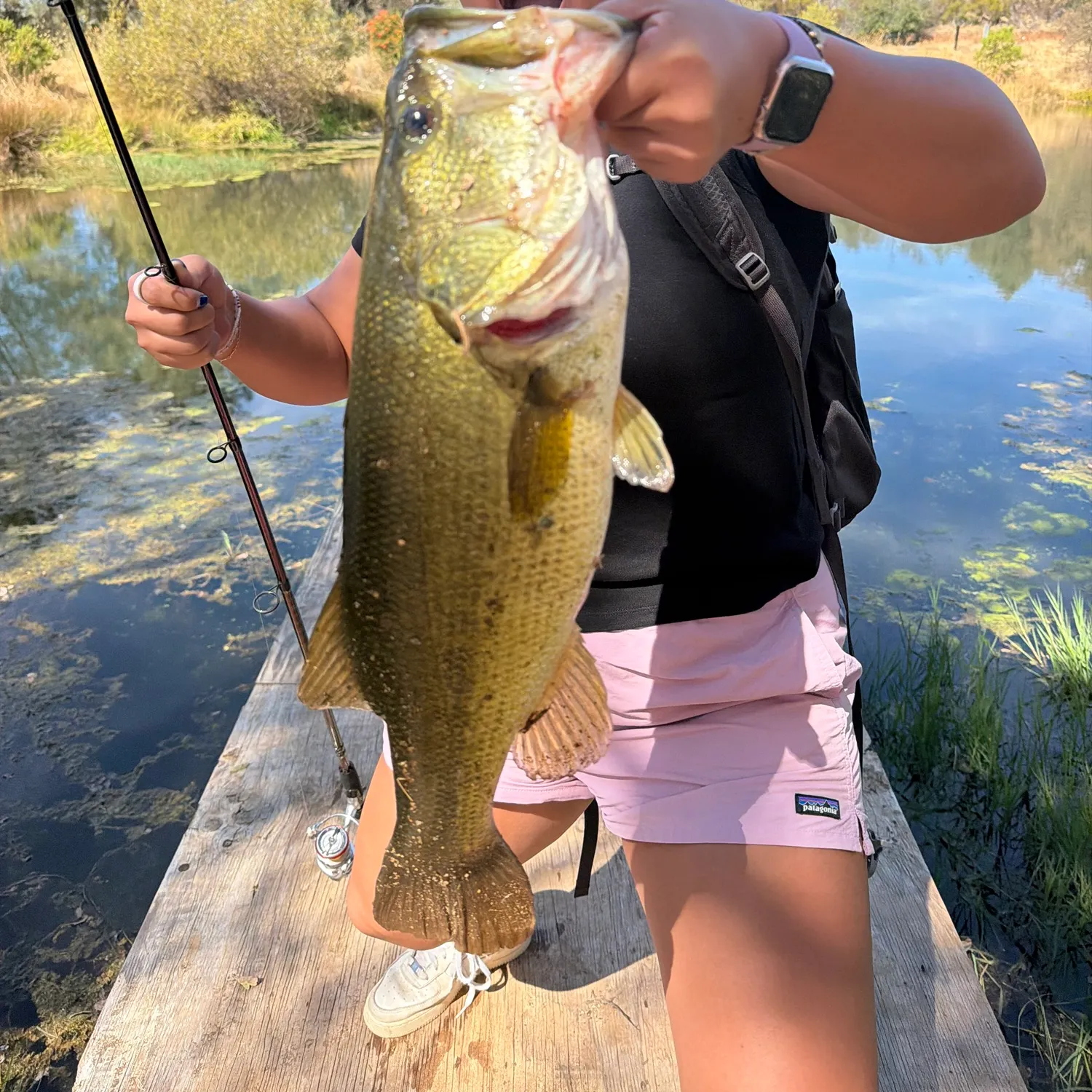 Largemouth bass caught on Fishbrain