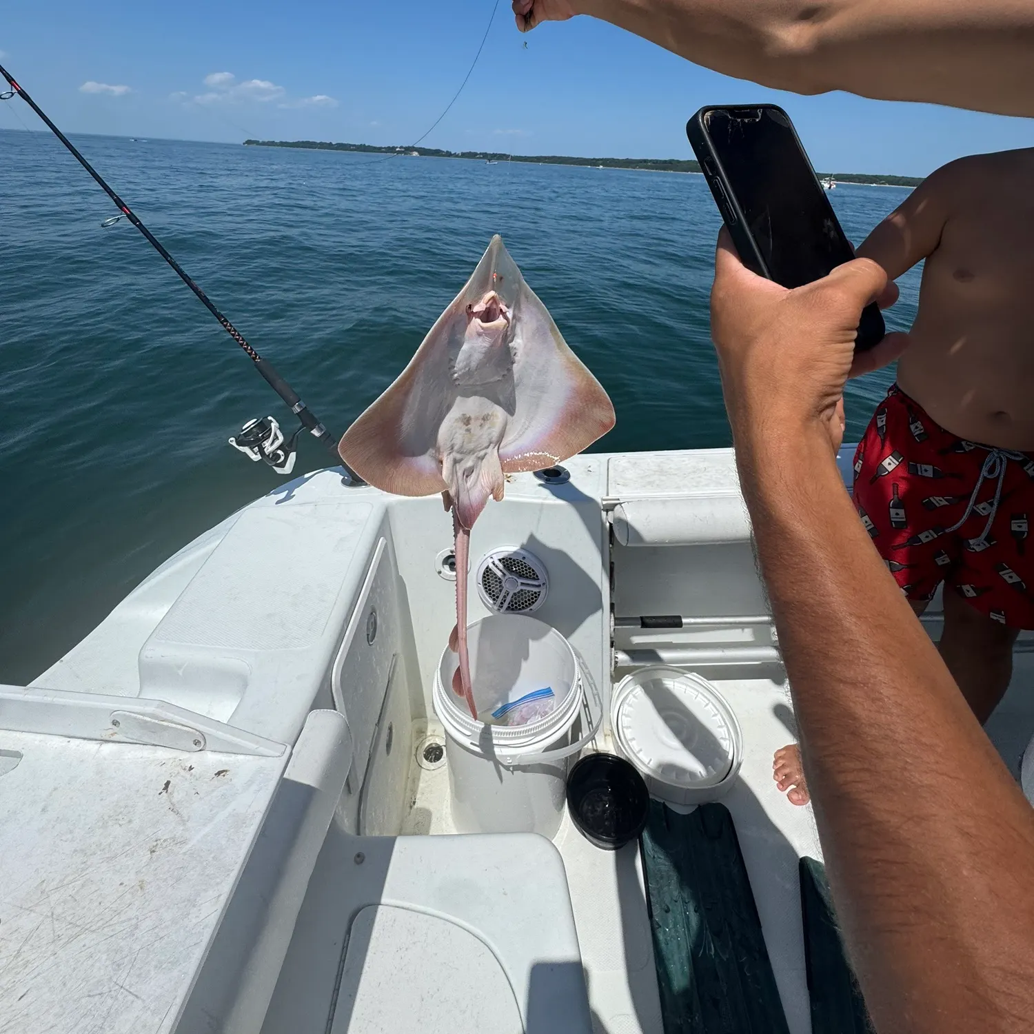 The most recent Thornback ray catches on Fishbrain