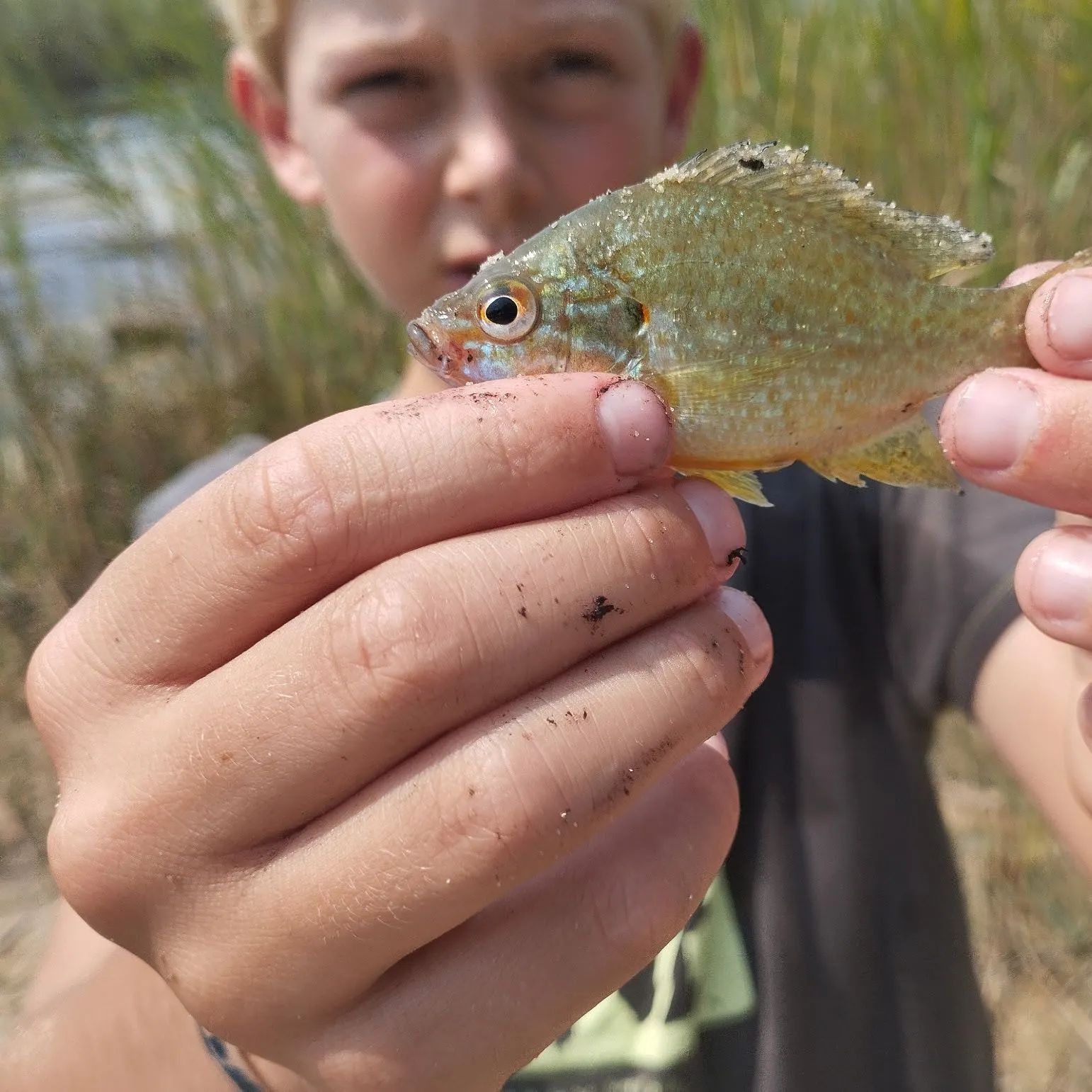 Pumpkinseed caught on Fishbrain