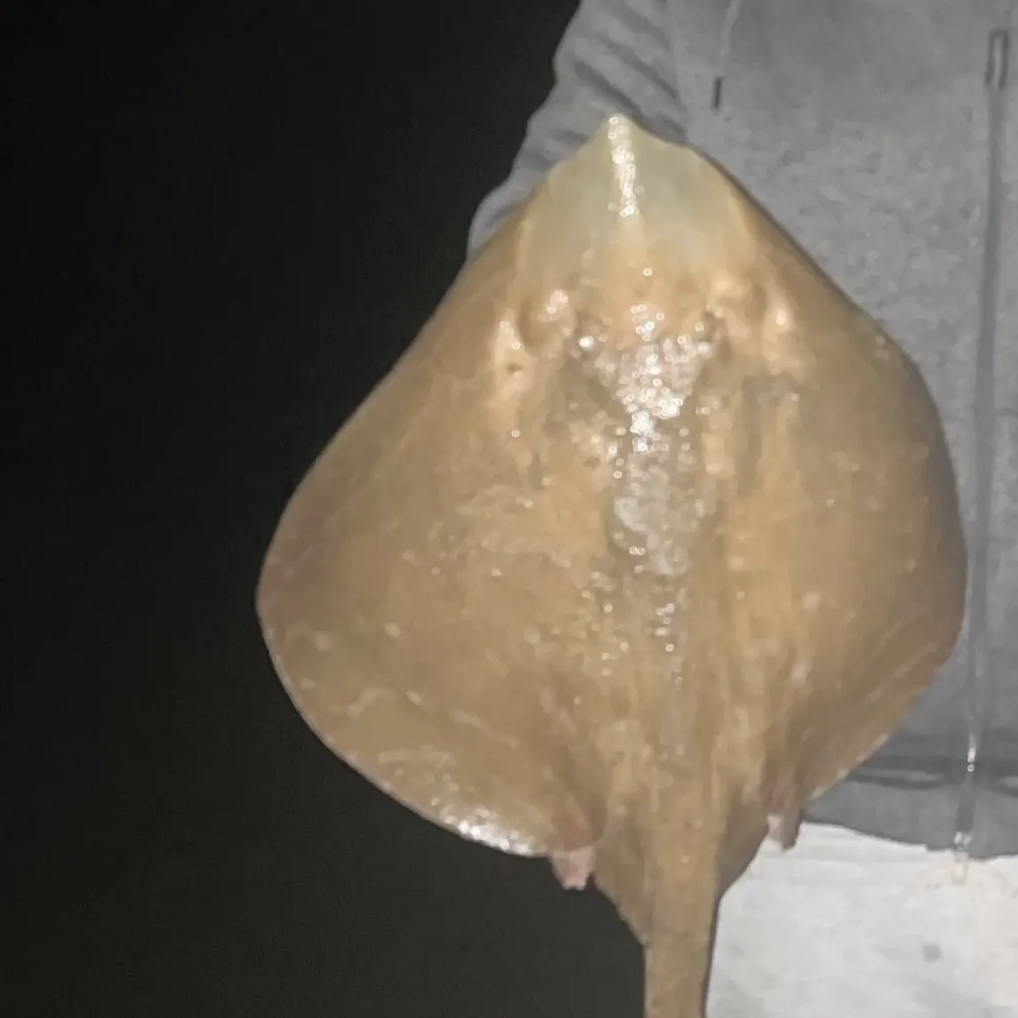 Small-eyed ray caught on Fishbrain
