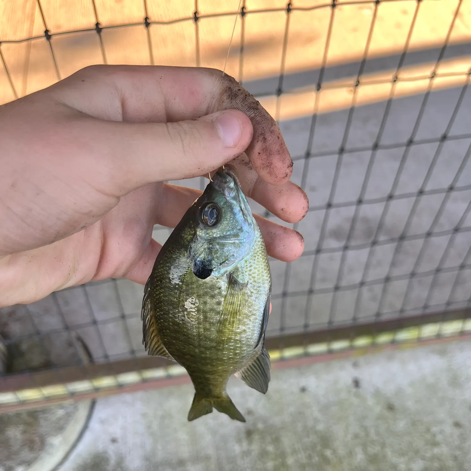 Bluegill caught on Fishbrain