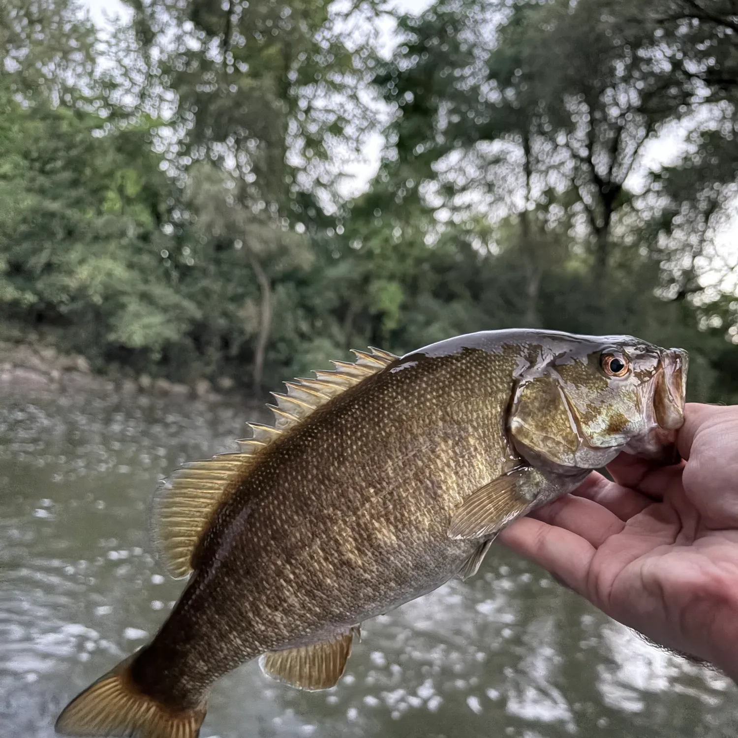 Smallmouth bass caught on Fishbrain