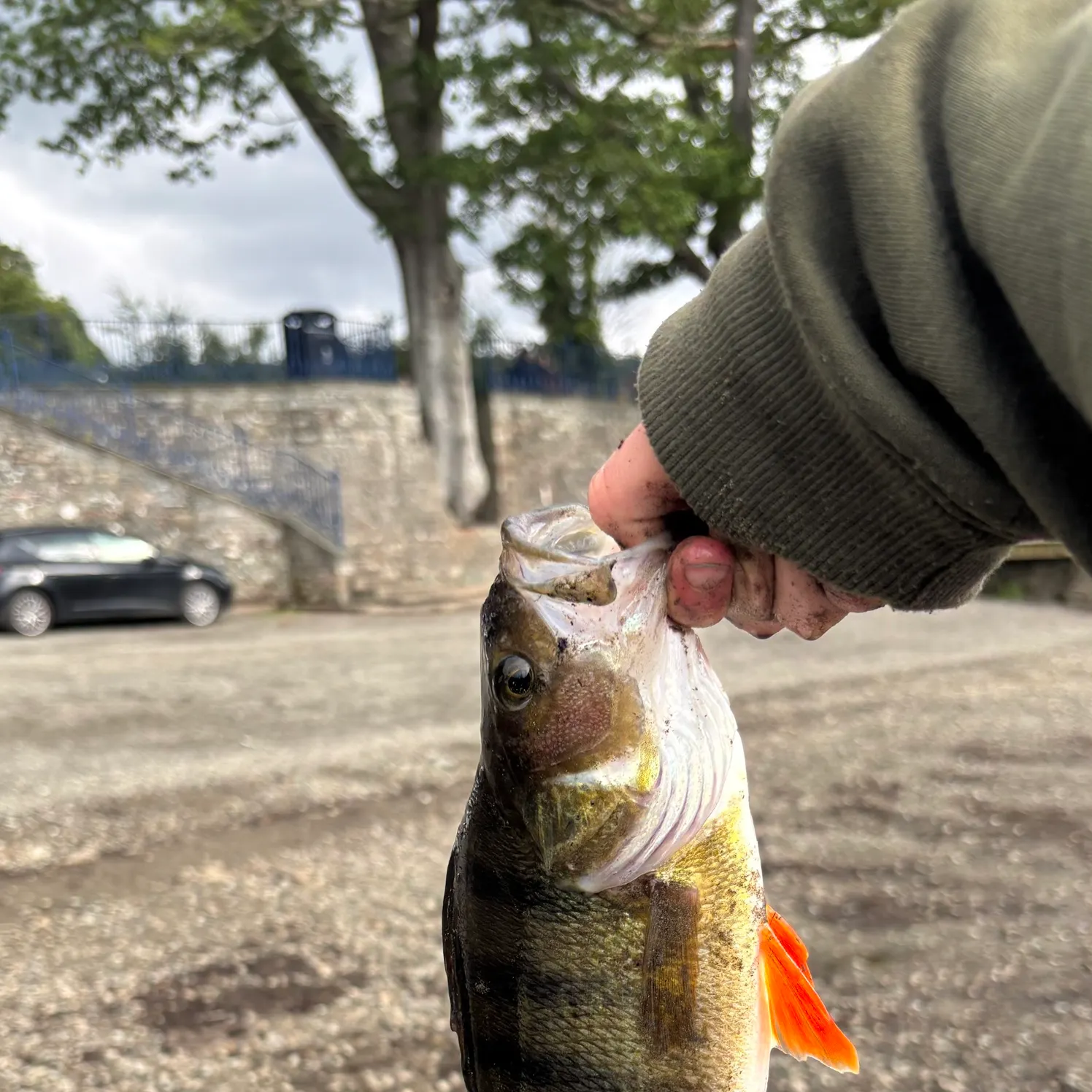 European perch caught on Fishbrain