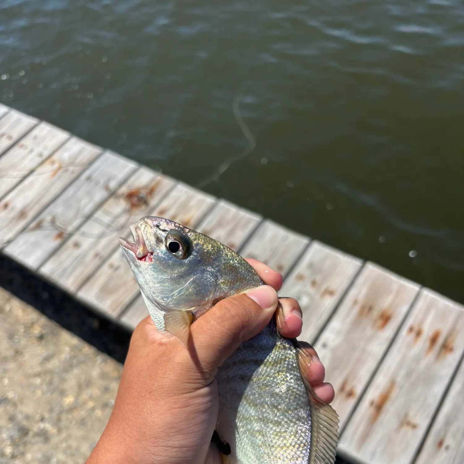 Spot croaker caught on Fishbrain