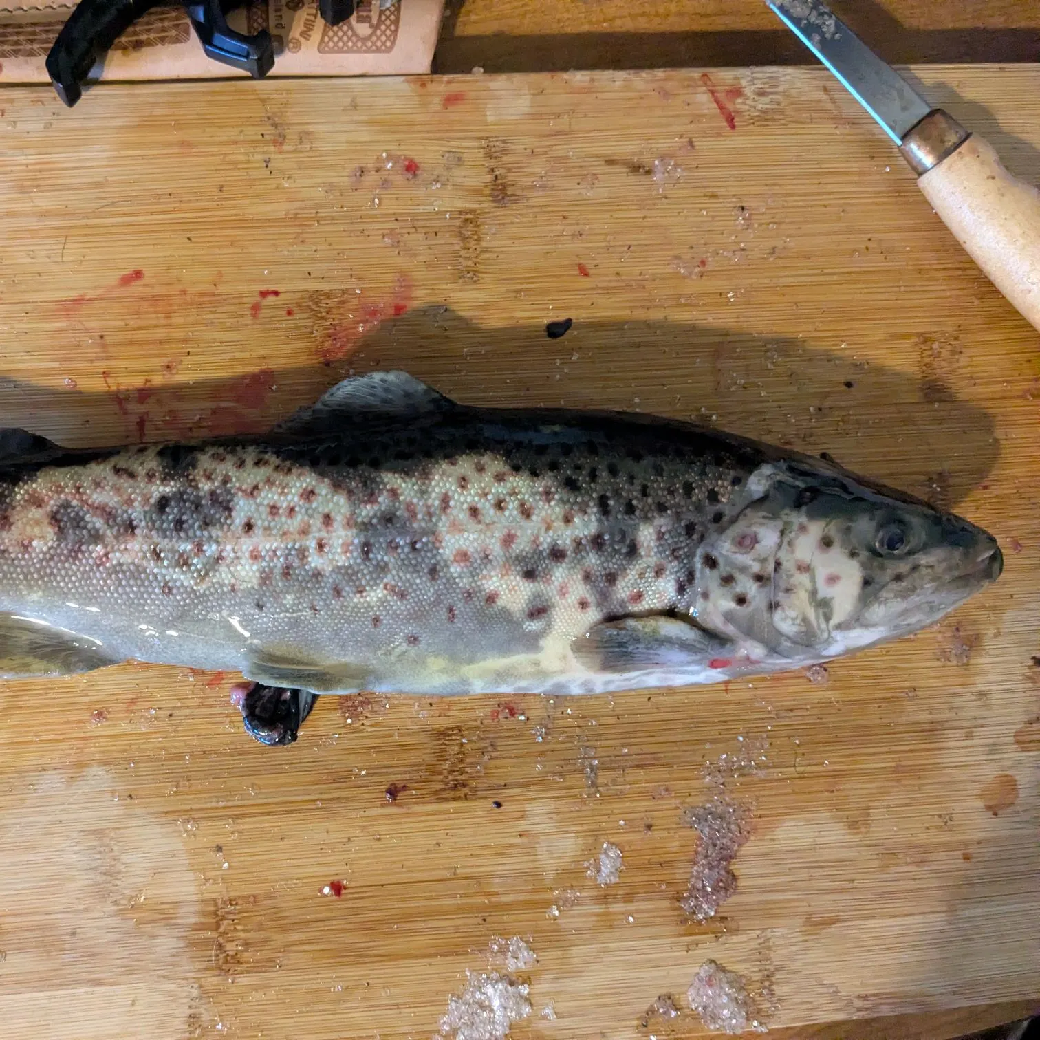 Brown trout caught on Fishbrain