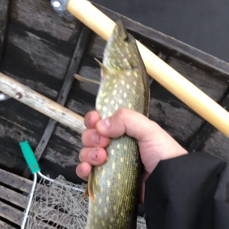 Northern pike caught on Fishbrain
