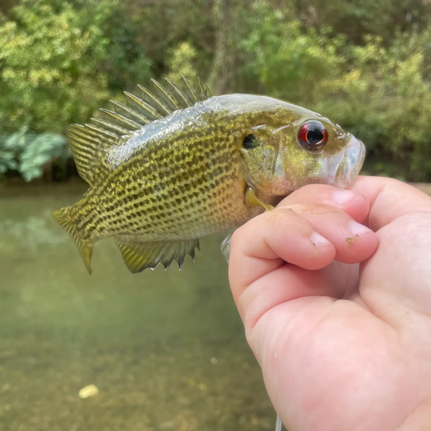 Rock bass caught on Fishbrain