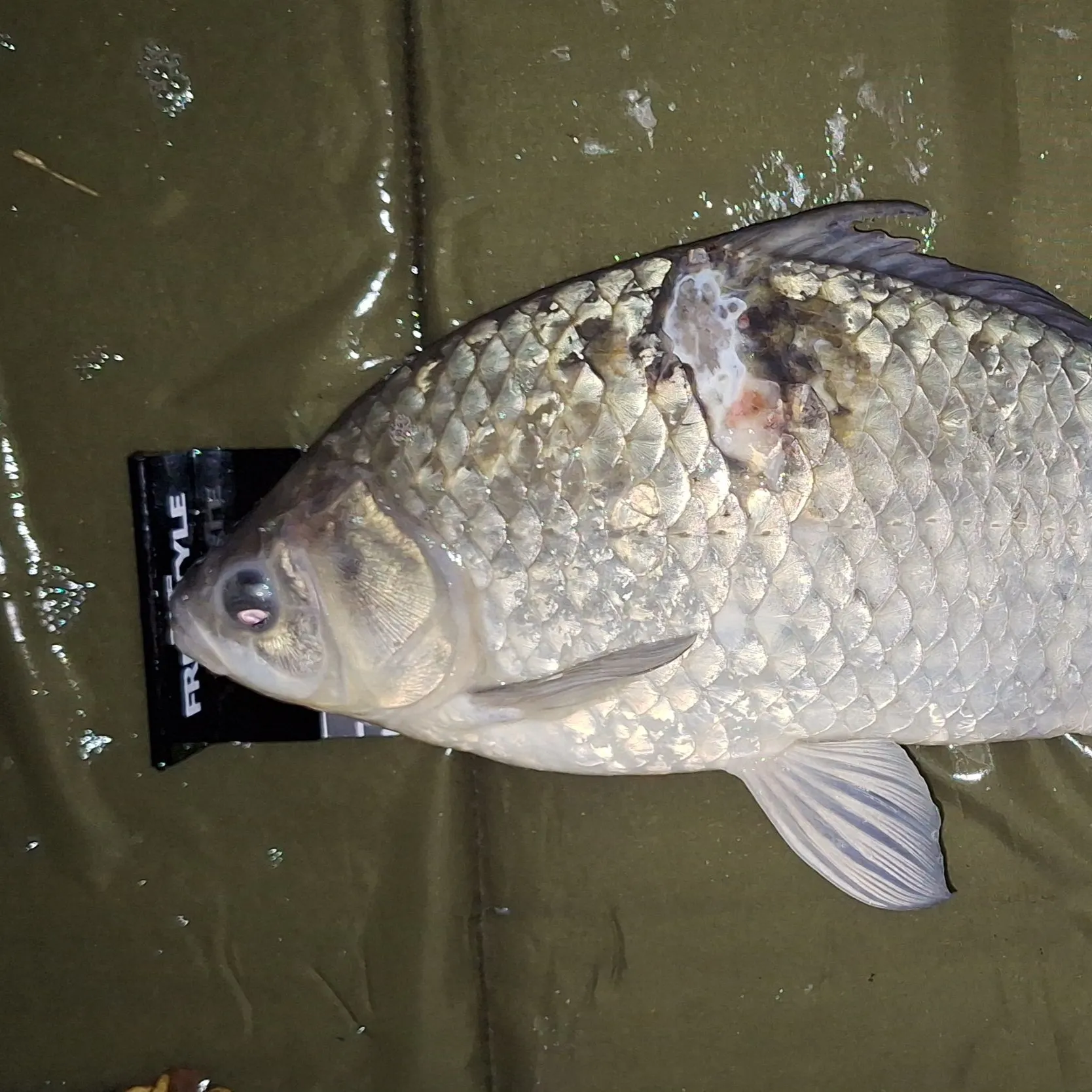 The most recent Prussian carp catches on Fishbrain