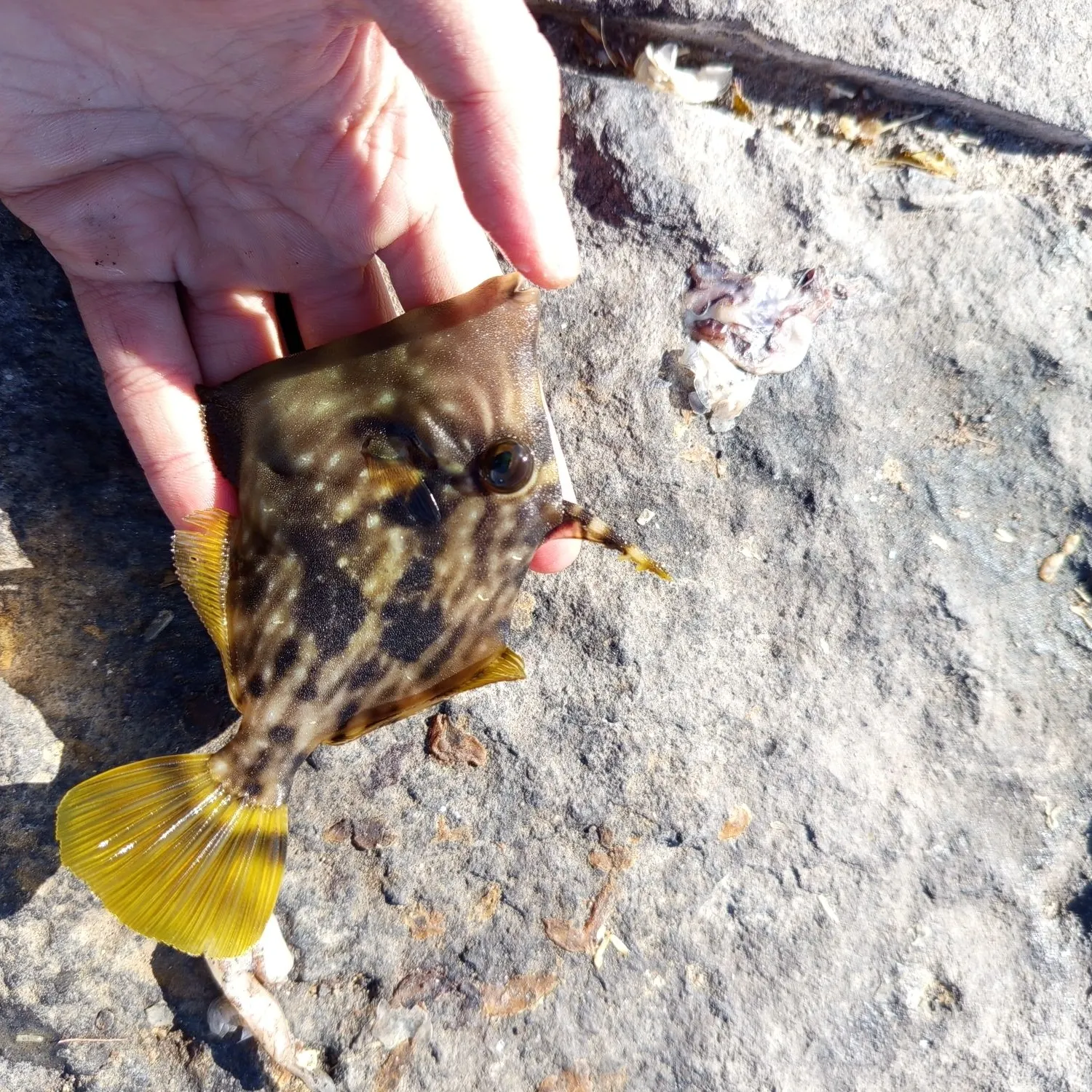 The most recent Bogue catches on Fishbrain