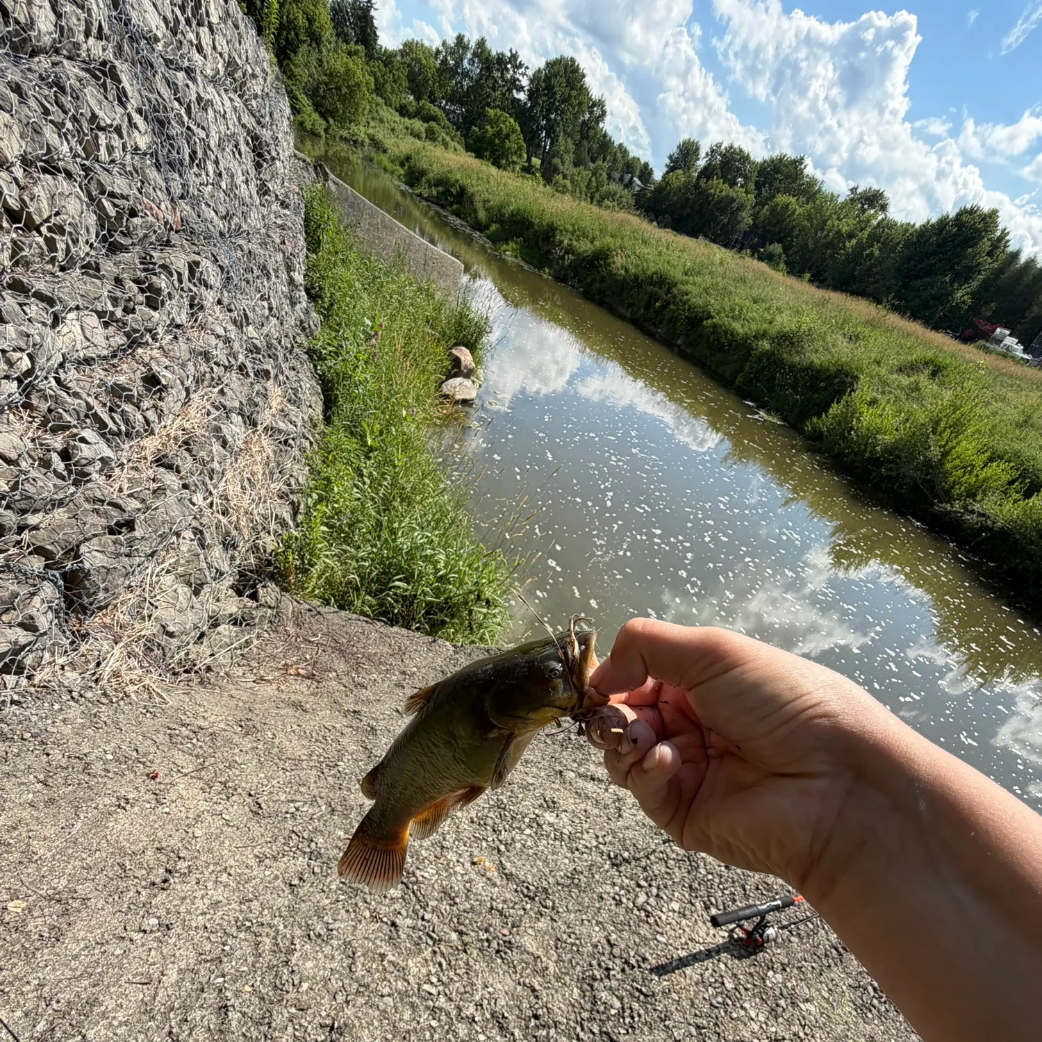 The most recent Striped catfish catches on Fishbrain